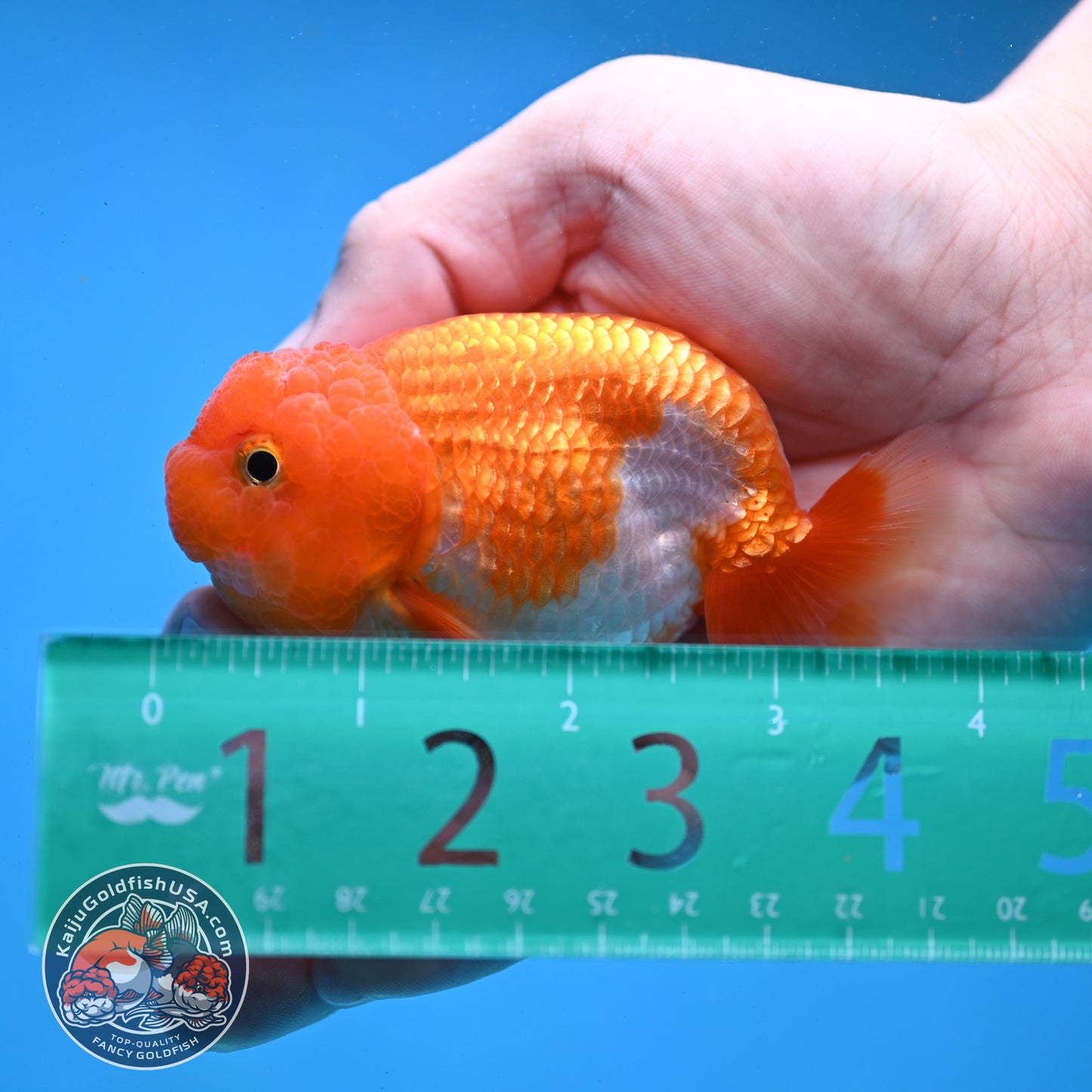 Juvenile Red White Ranchu 3 inch Body (260109_RC03)