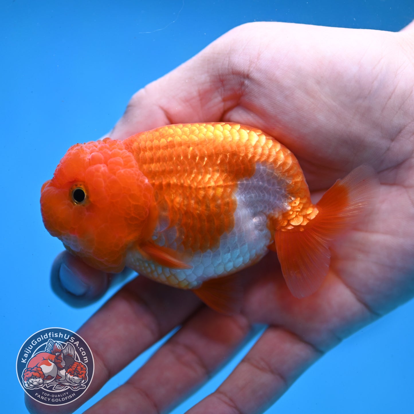 Juvenile Red White Ranchu 3 inch Body (260109_RC03)