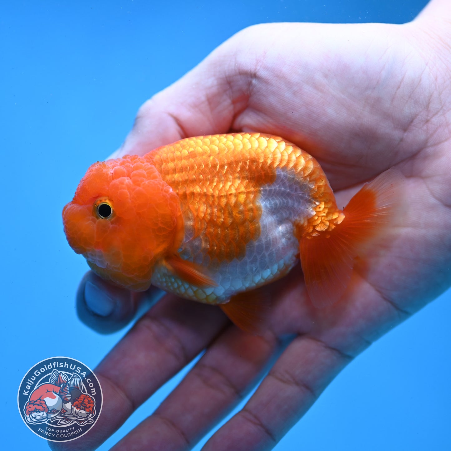 Juvenile Red White Ranchu 3 inch Body (260109_RC03)