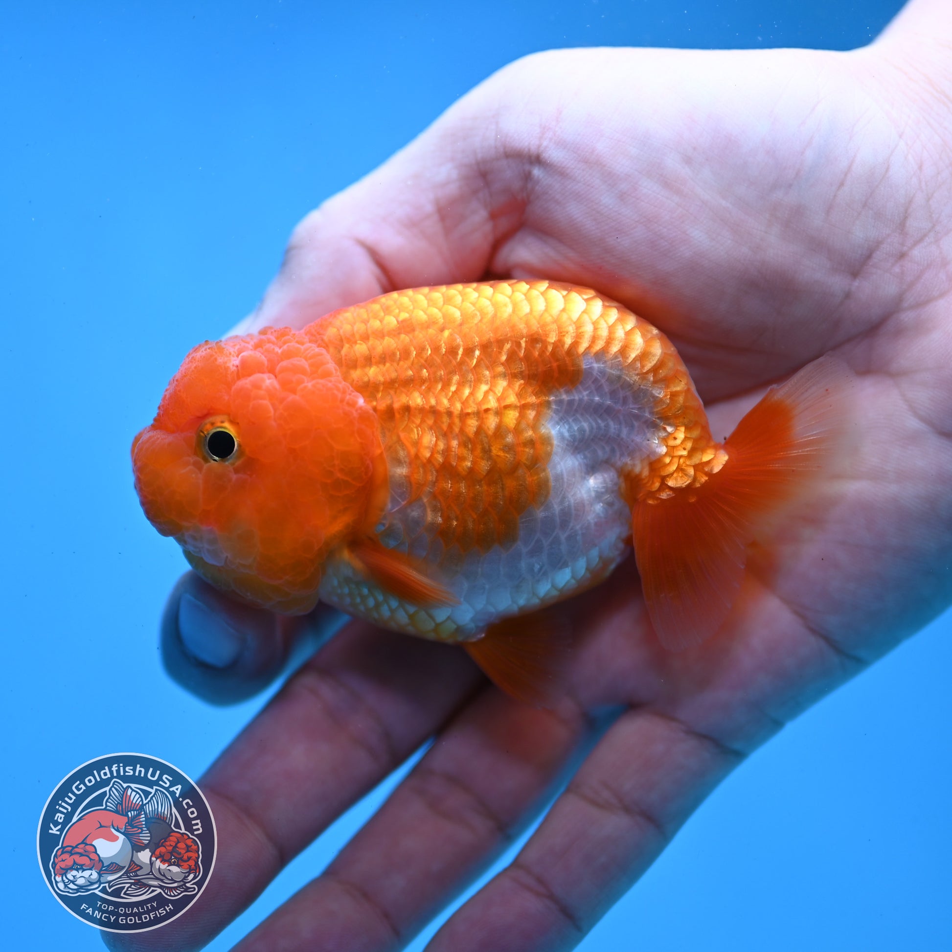 Juvenile Red White Ranchu 3 inch Body (260109_RC03)