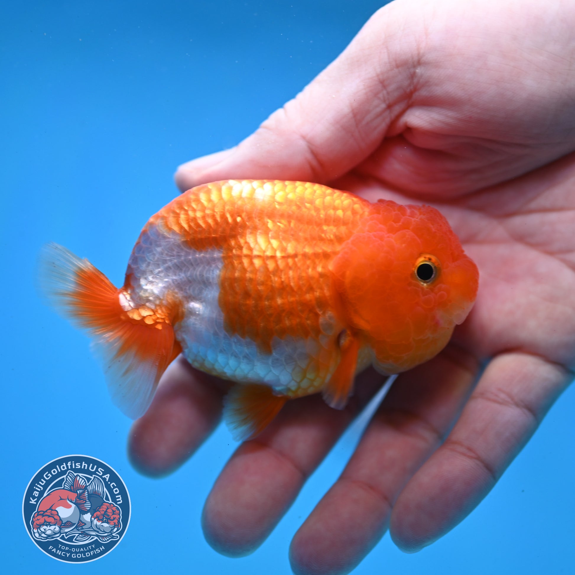 Juvenile Red White Ranchu 3 inch Body (260109_RC03)