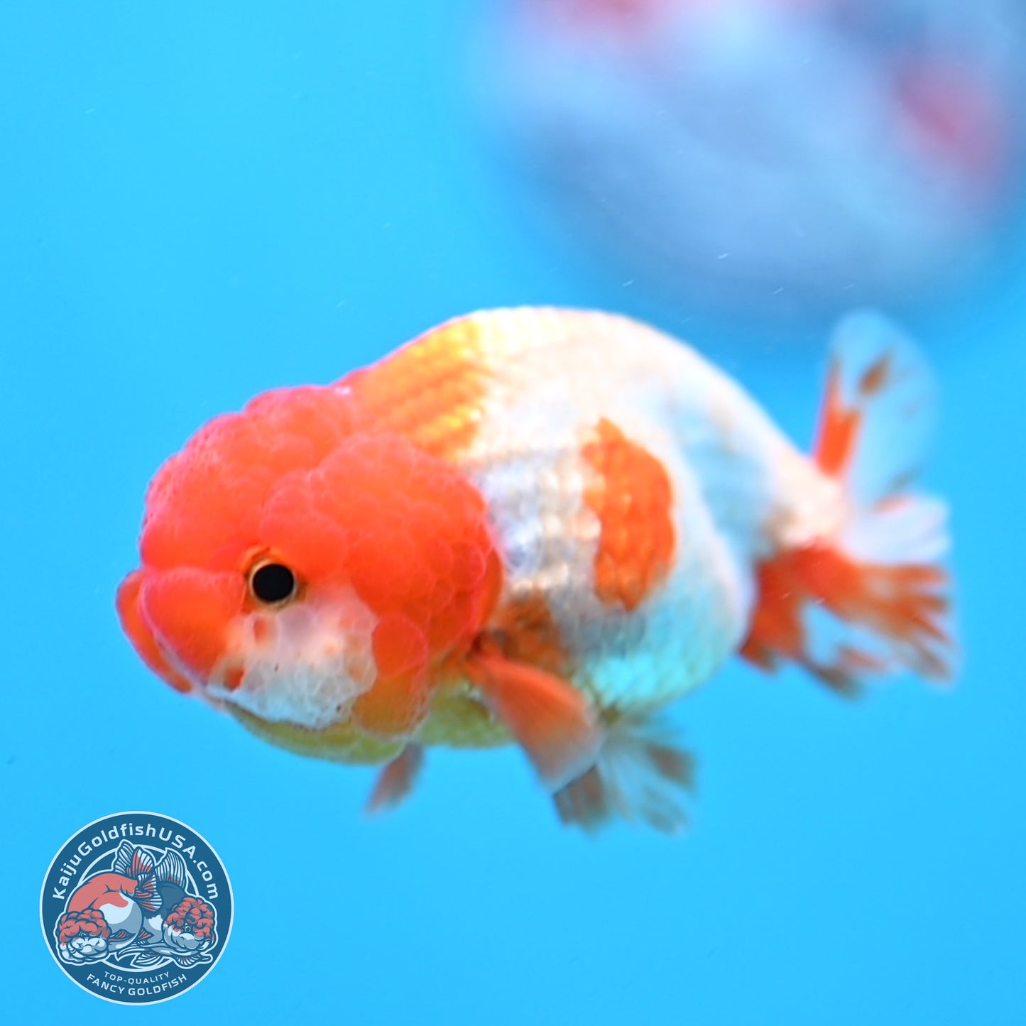 Juvenile Red White Ranchu 3 inch Body (260109_RC04)