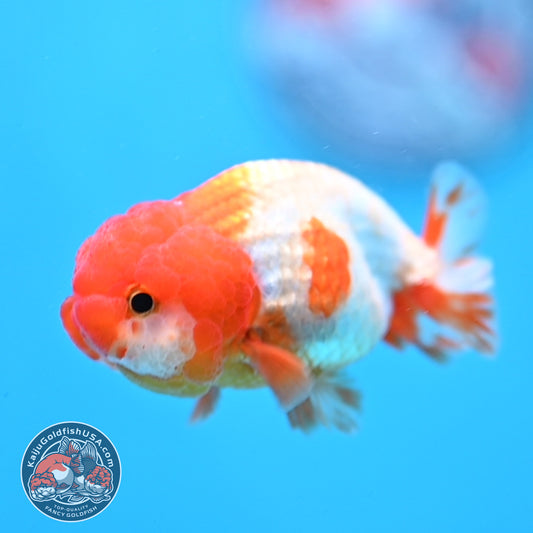 Juvenile Red White Ranchu 3 inch Body (260109_RC04)