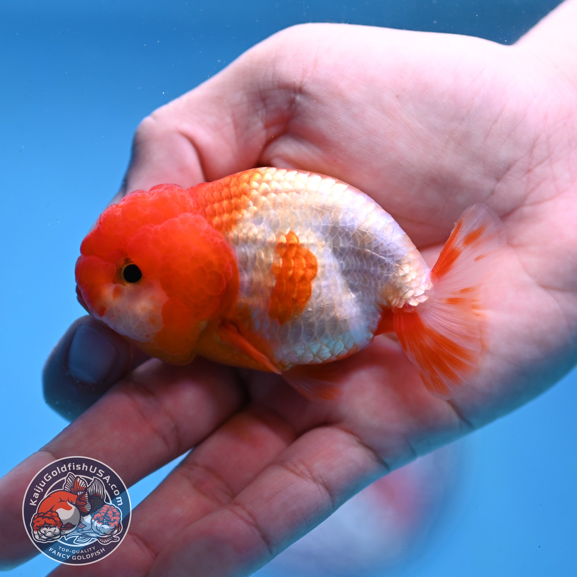 Juvenile Red White Ranchu 3 inch Body (260109_RC04)