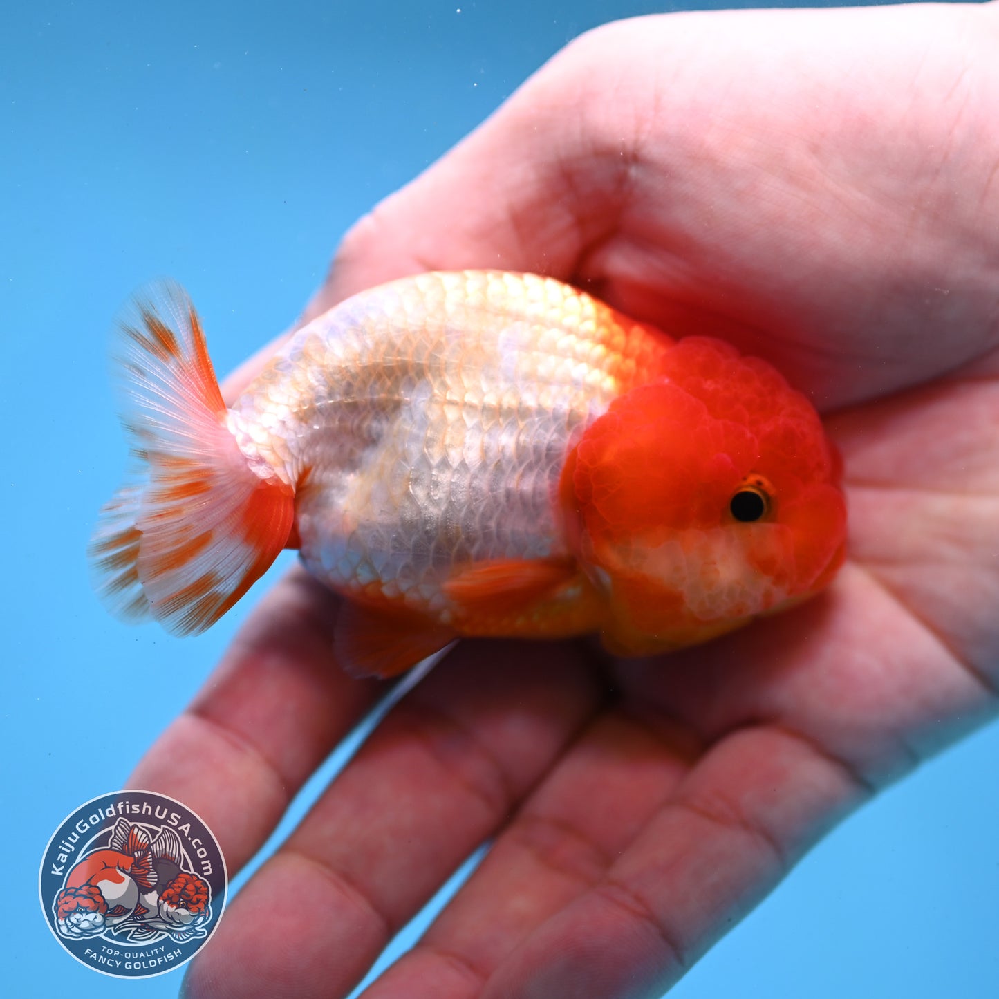 Juvenile Red White Ranchu 3 inch Body (260109_RC04)
