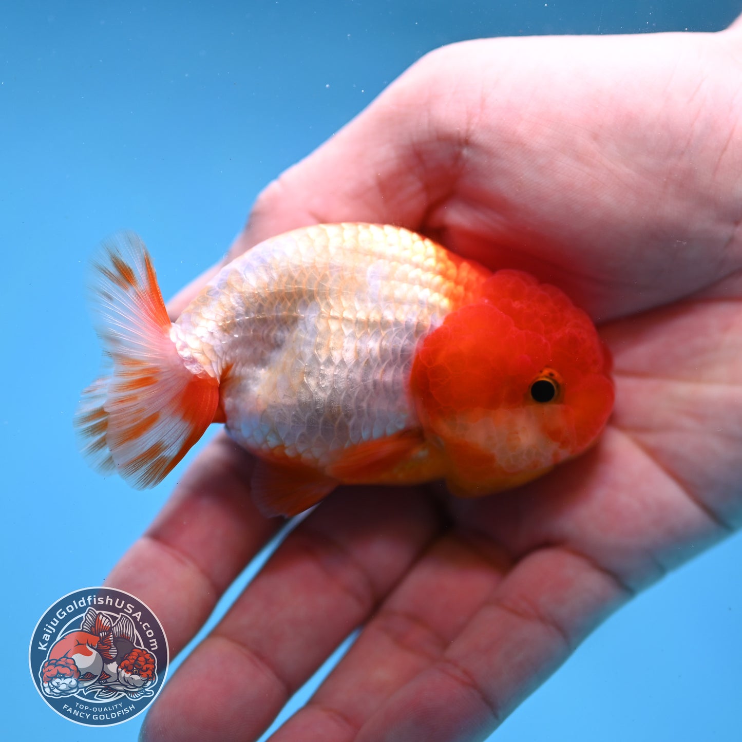 Juvenile Red White Ranchu 3 inch Body (260109_RC04)