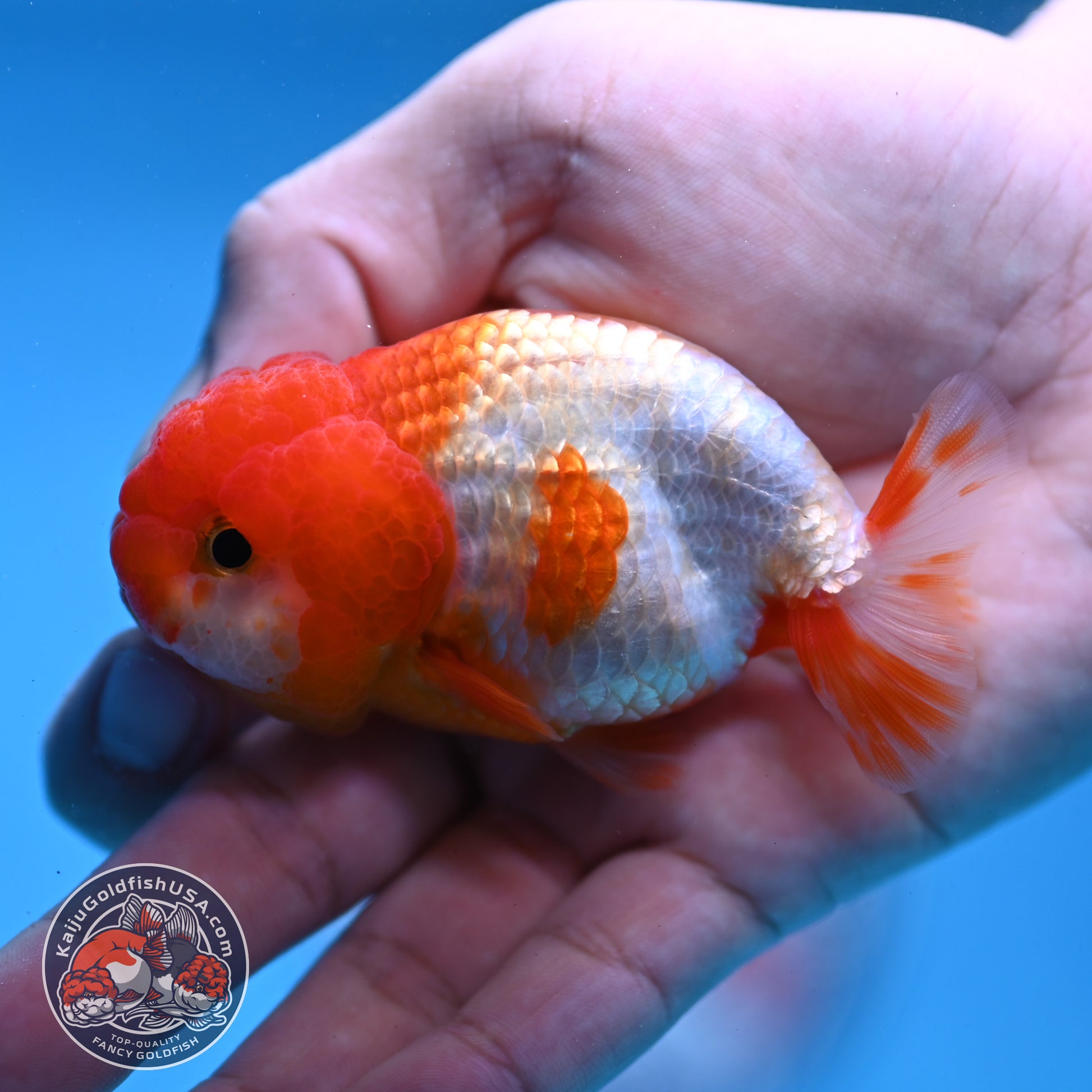 Juvenile Red White Ranchu 3 inch Body (260109_RC04)