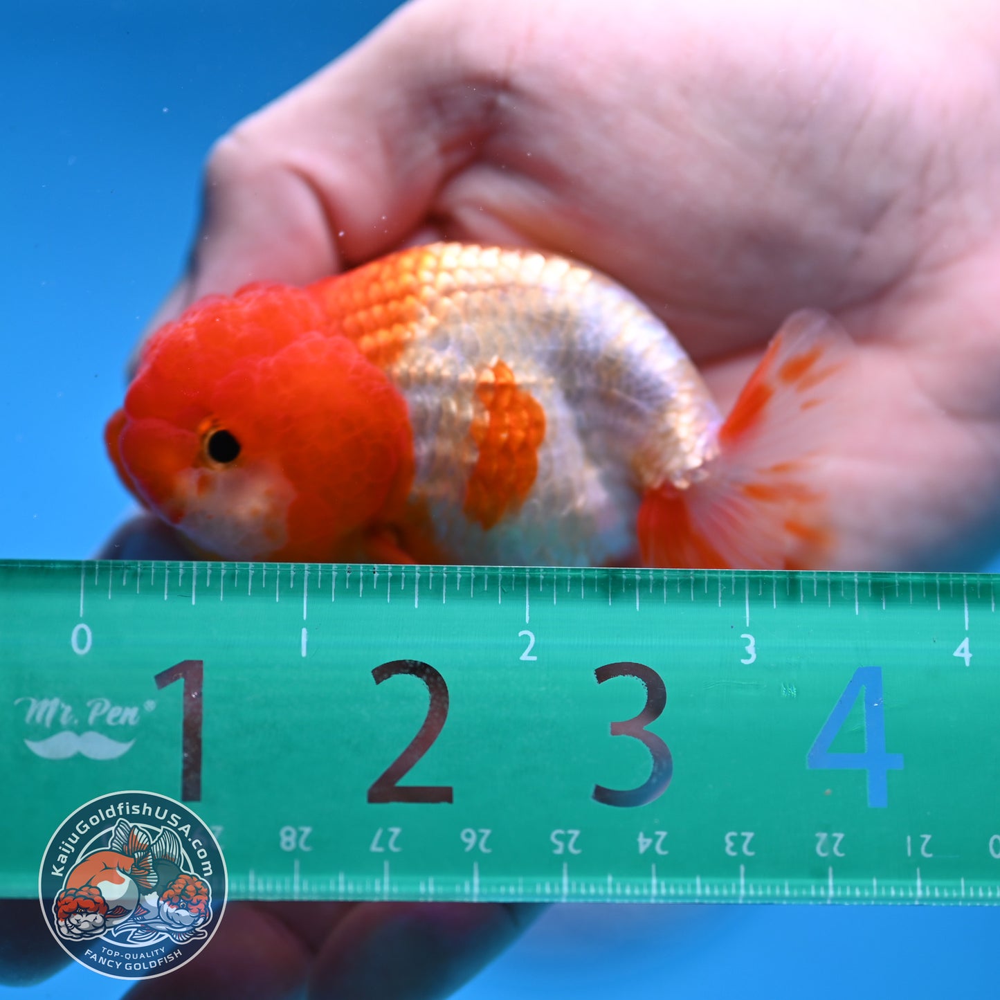 Juvenile Red White Ranchu 3 inch Body (260109_RC04)