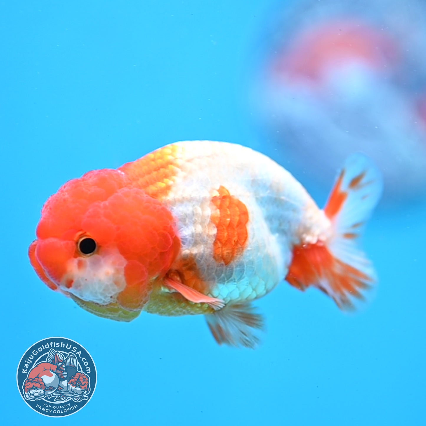 Juvenile Red White Ranchu 3 inch Body (260109_RC04)