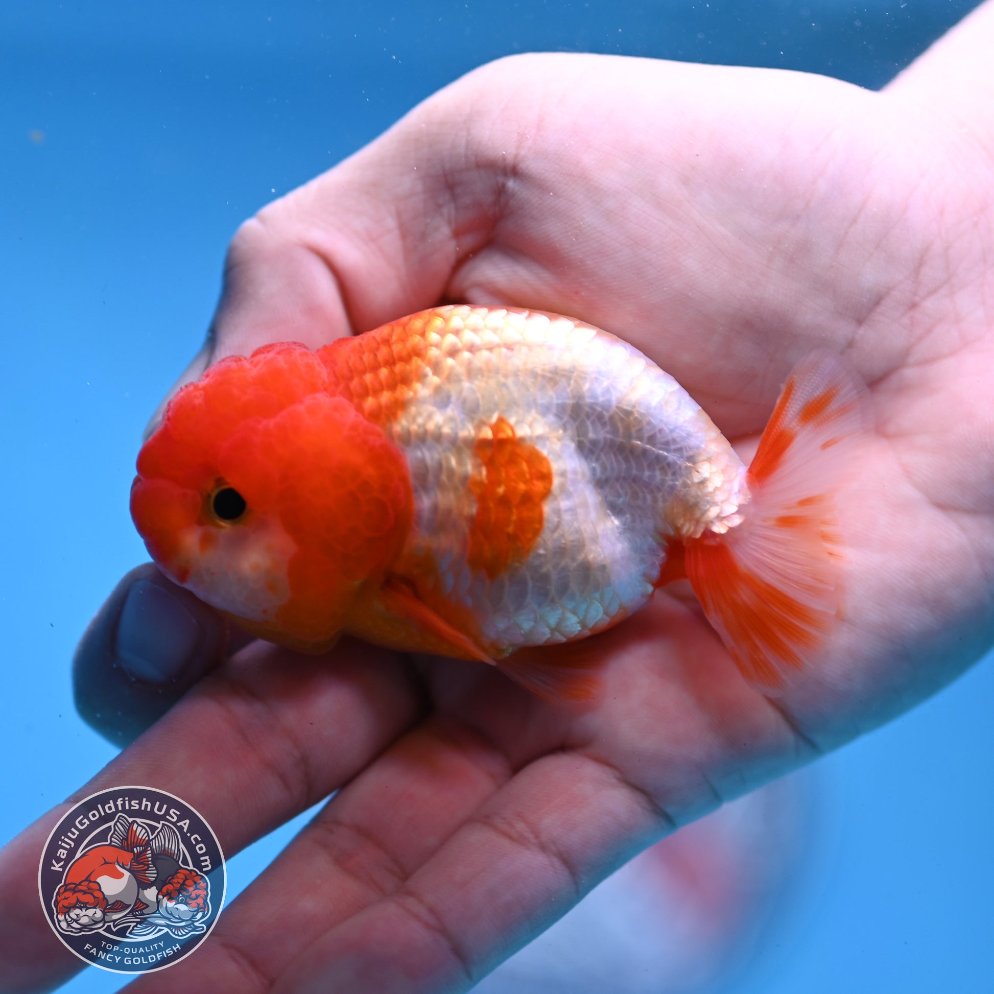 Juvenile Red White Ranchu 3 inch Body (260109_RC04)