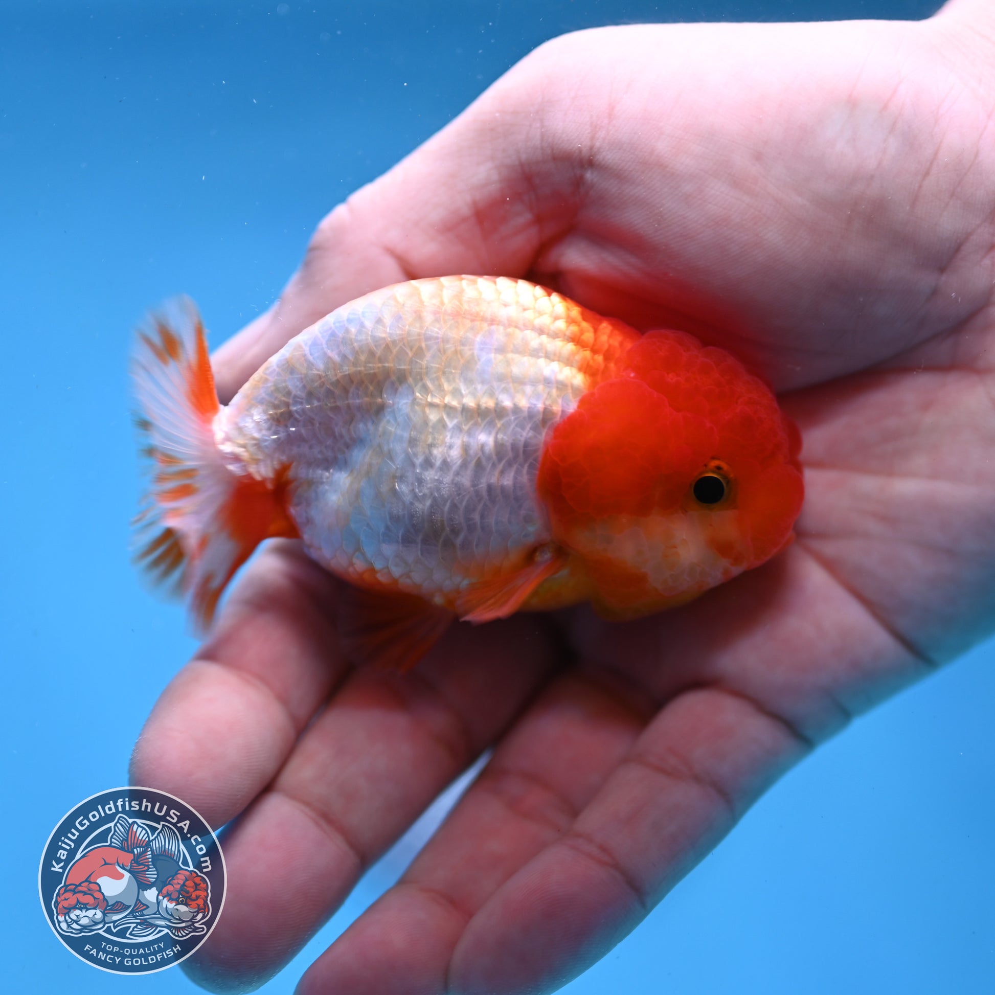 Juvenile Red White Ranchu 3 inch Body (260109_RC04)