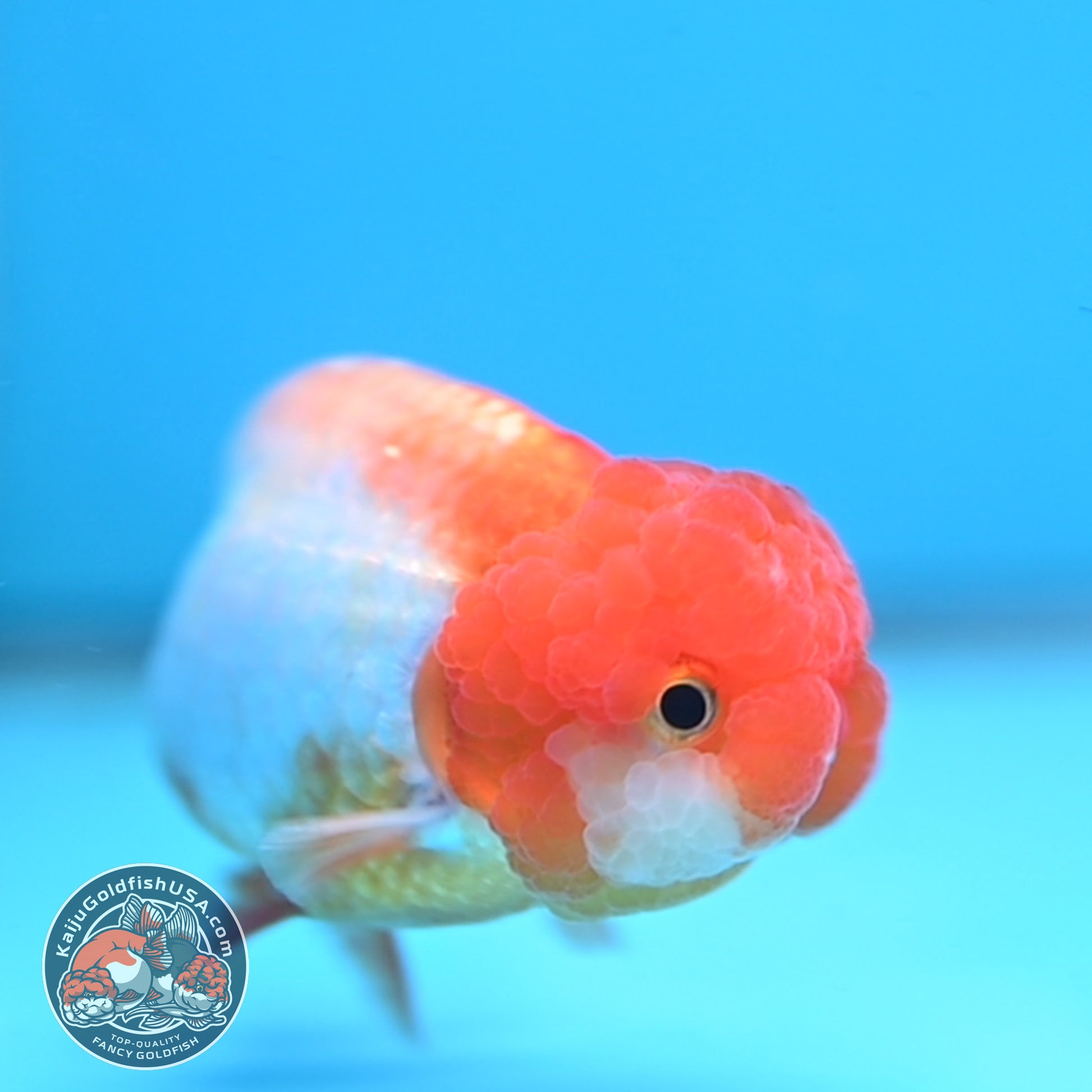 Juvenile Red White Ranchu 3 inch Body (260109_RC05)