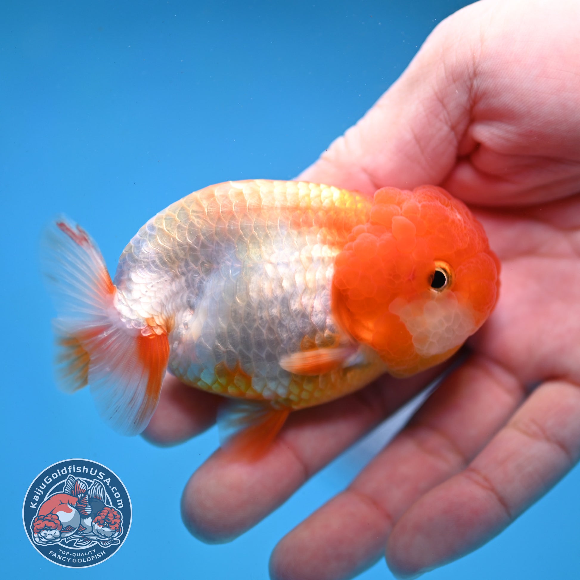 Juvenile Red White Ranchu 3 inch Body (260109_RC05)