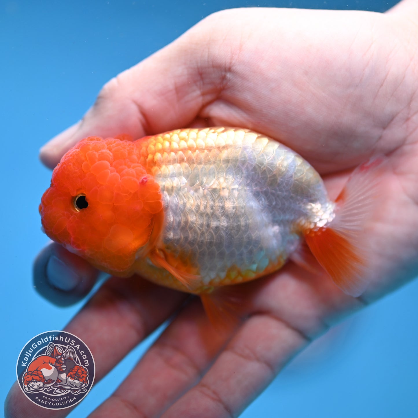 Juvenile Red White Ranchu 3 inch Body (260109_RC05)