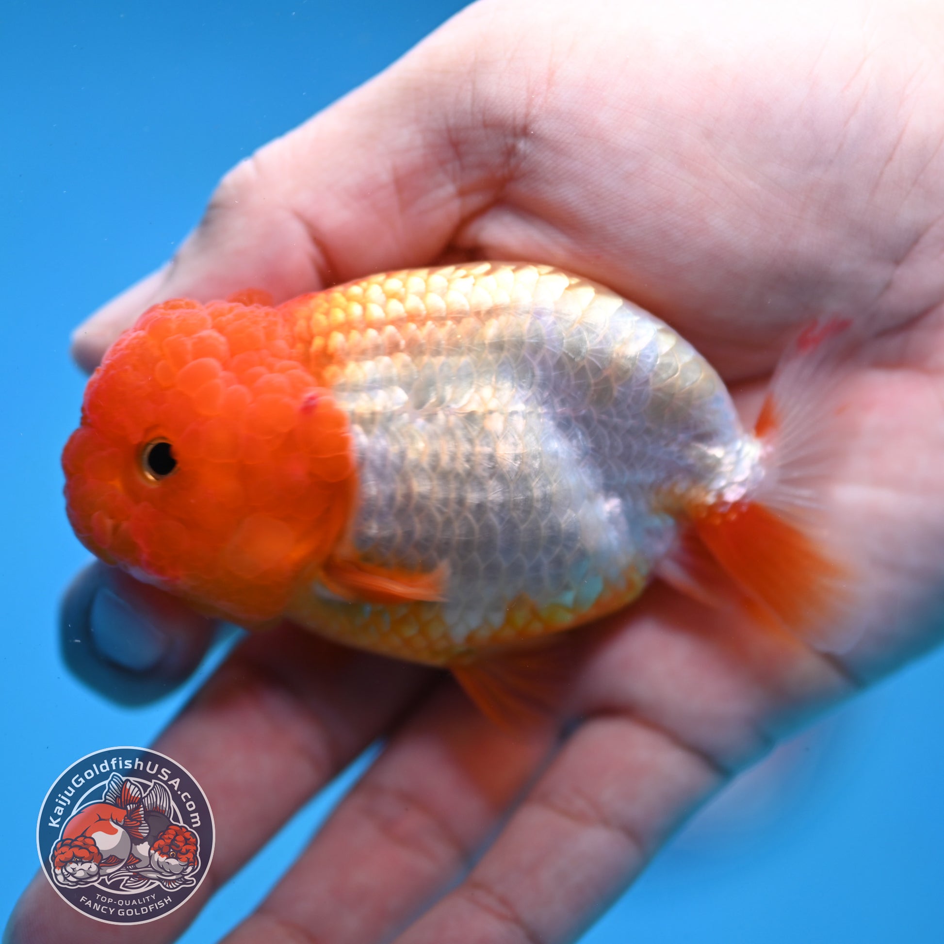 Juvenile Red White Ranchu 3 inch Body (260109_RC05)