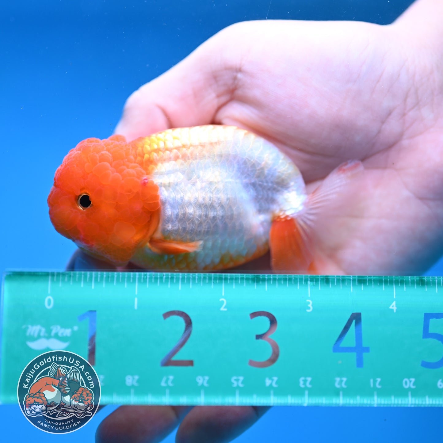 Juvenile Red White Ranchu 3 inch Body (260109_RC05)