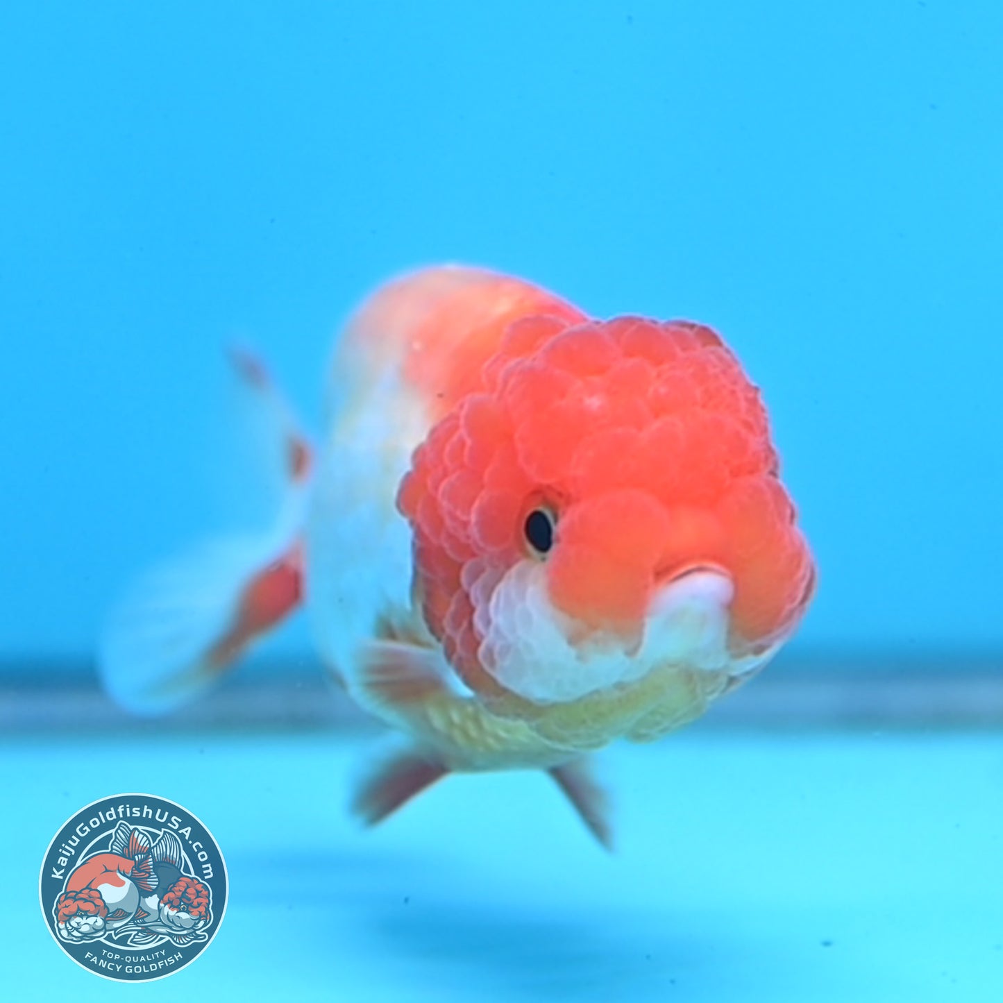 Juvenile Red White Ranchu 3 inch Body (260109_RC05)