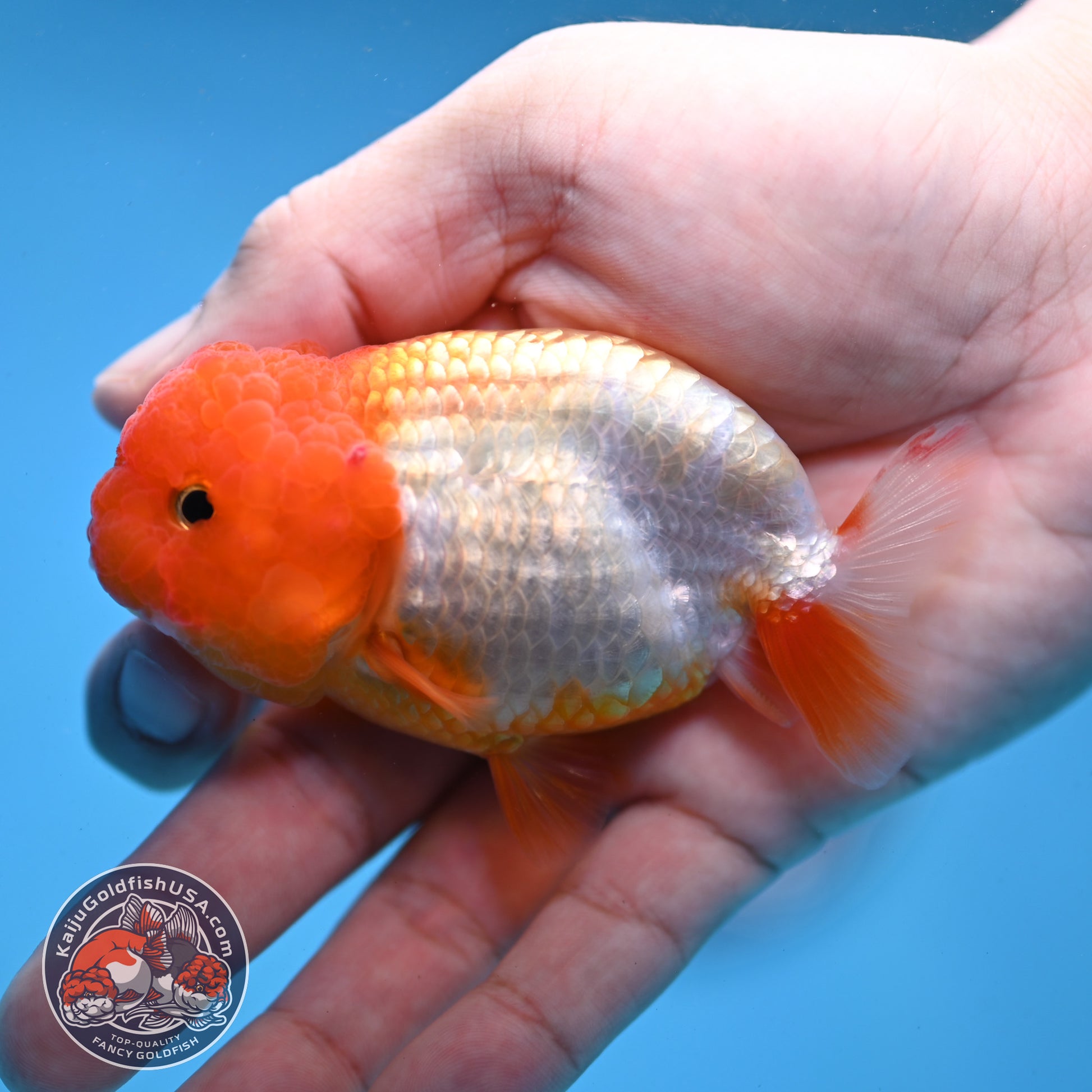 Juvenile Red White Ranchu 3 inch Body (260109_RC05)