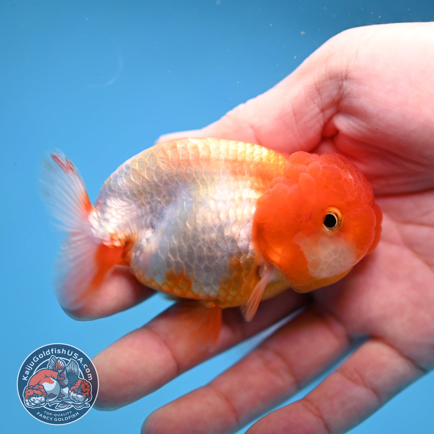 Juvenile Red White Ranchu 3 inch Body (260109_RC05)