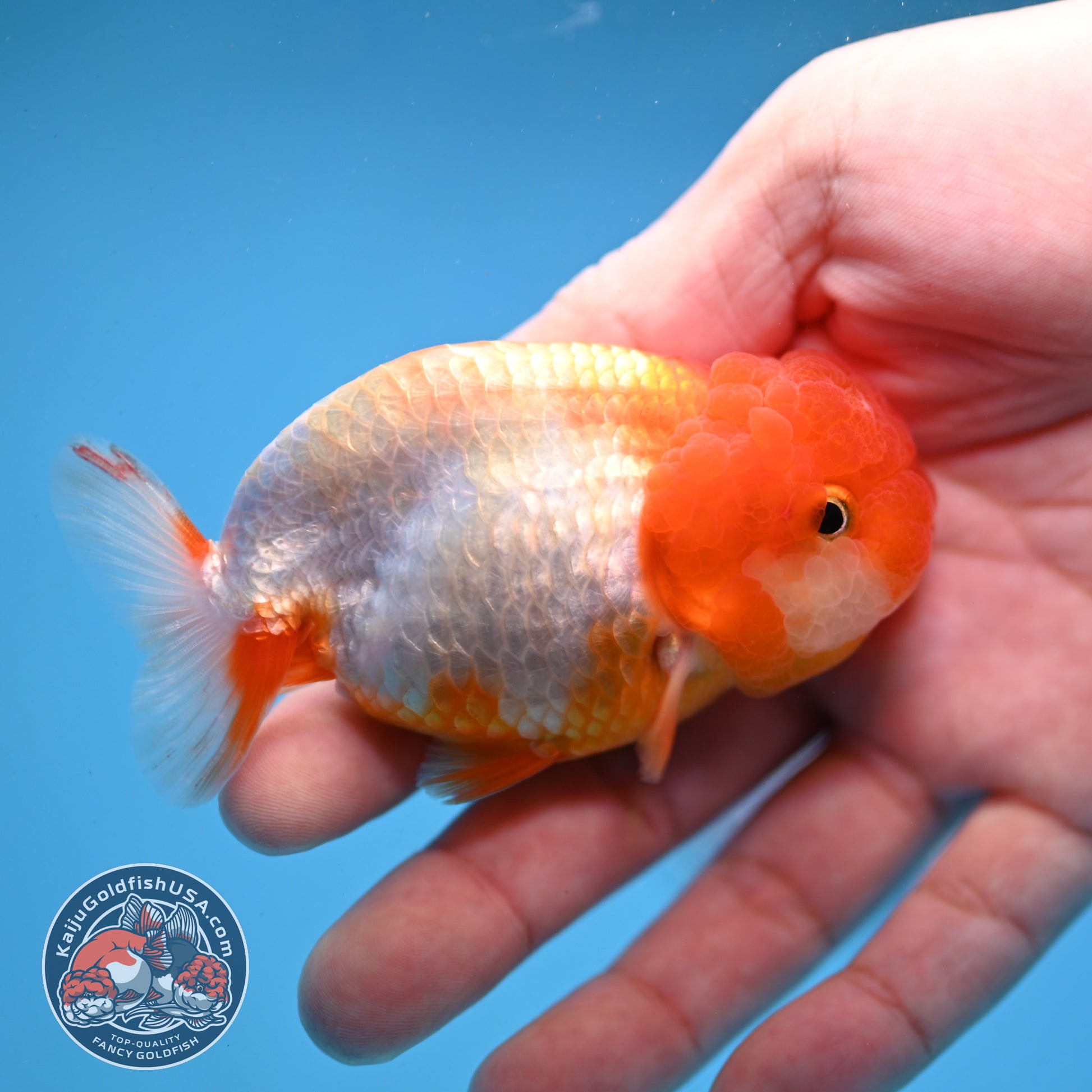 Juvenile Red White Ranchu 3 inch Body (260109_RC05)