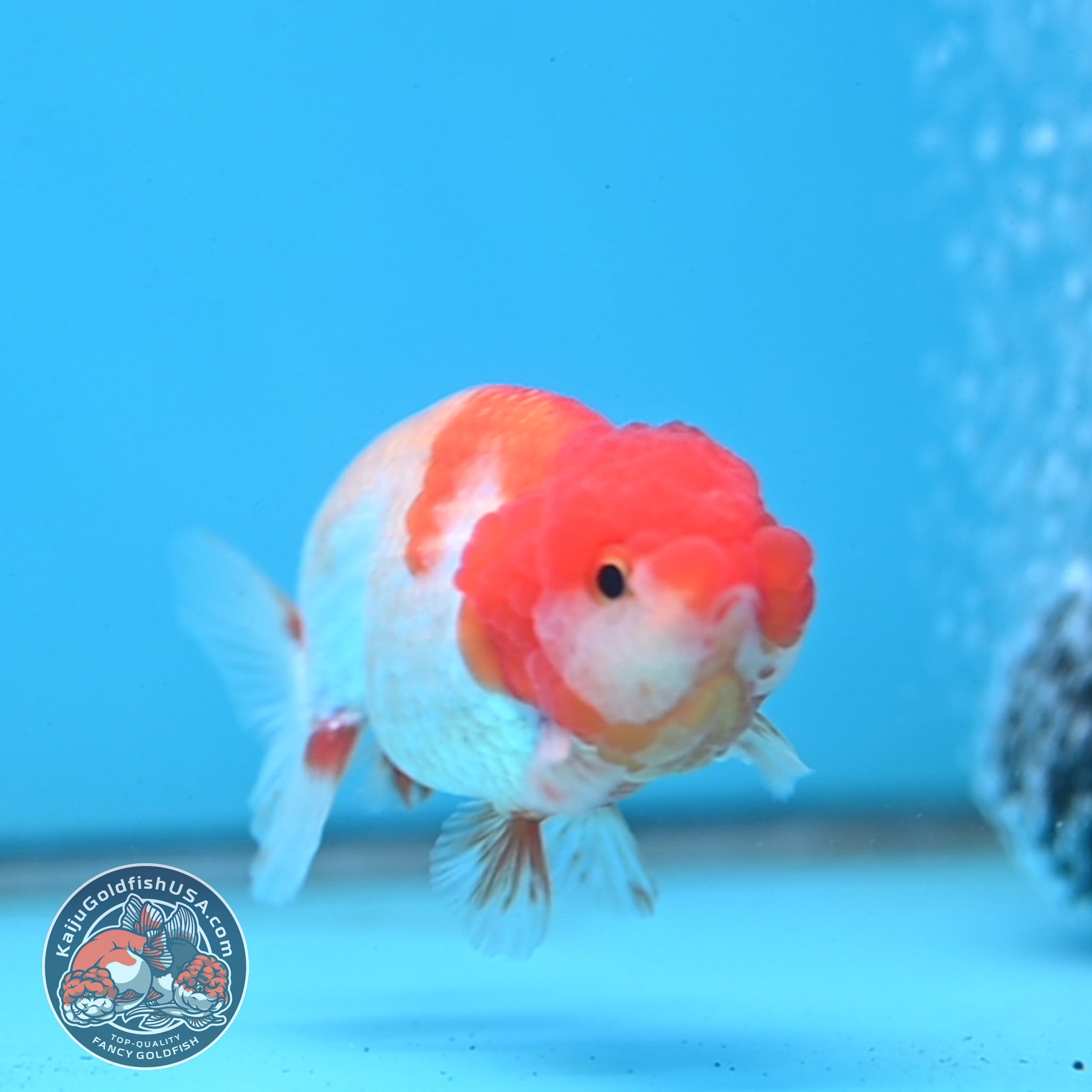 Juvenile Red White Ranchu 3 inch Body (260109_RC06) – Kaiju Goldfish USA