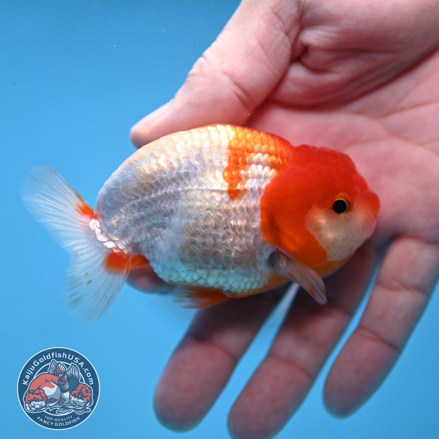 Juvenile Red White Ranchu 3 inch Body (260109_RC06)