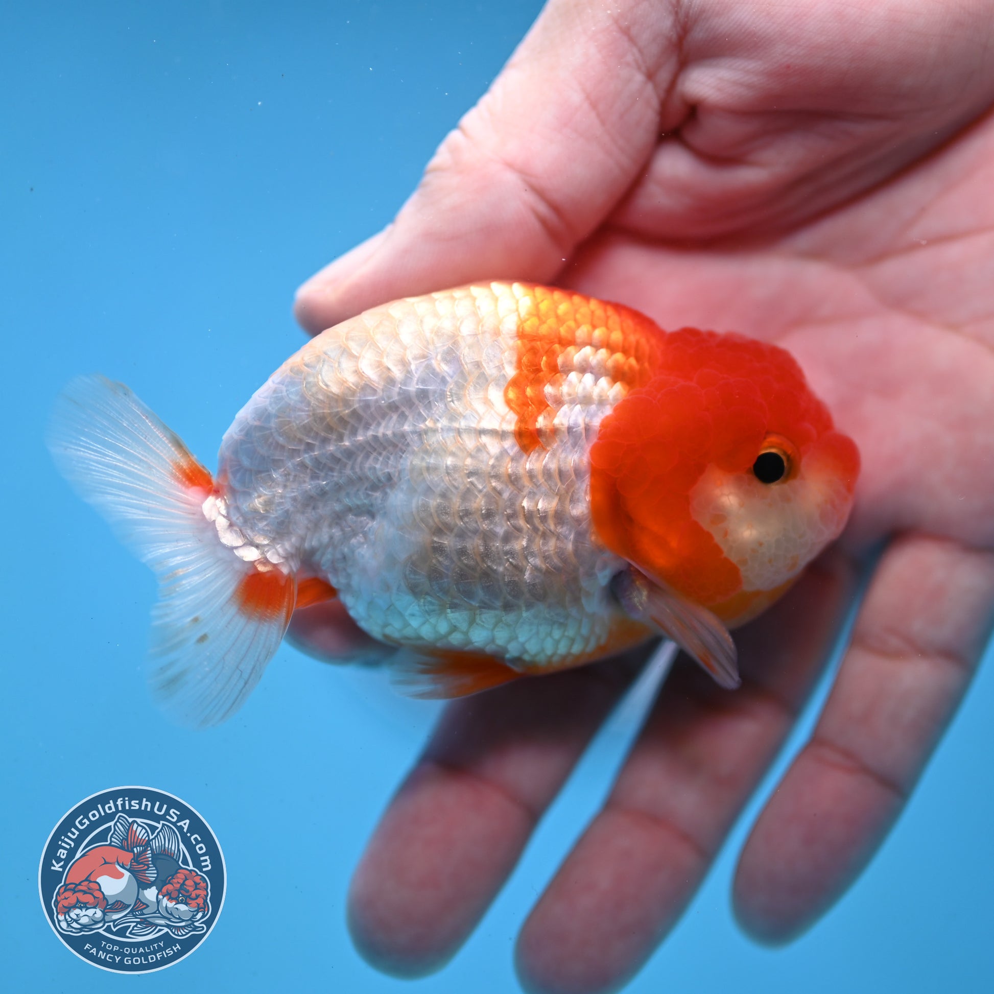 Juvenile Red White Ranchu 3 inch Body (260109_RC06)