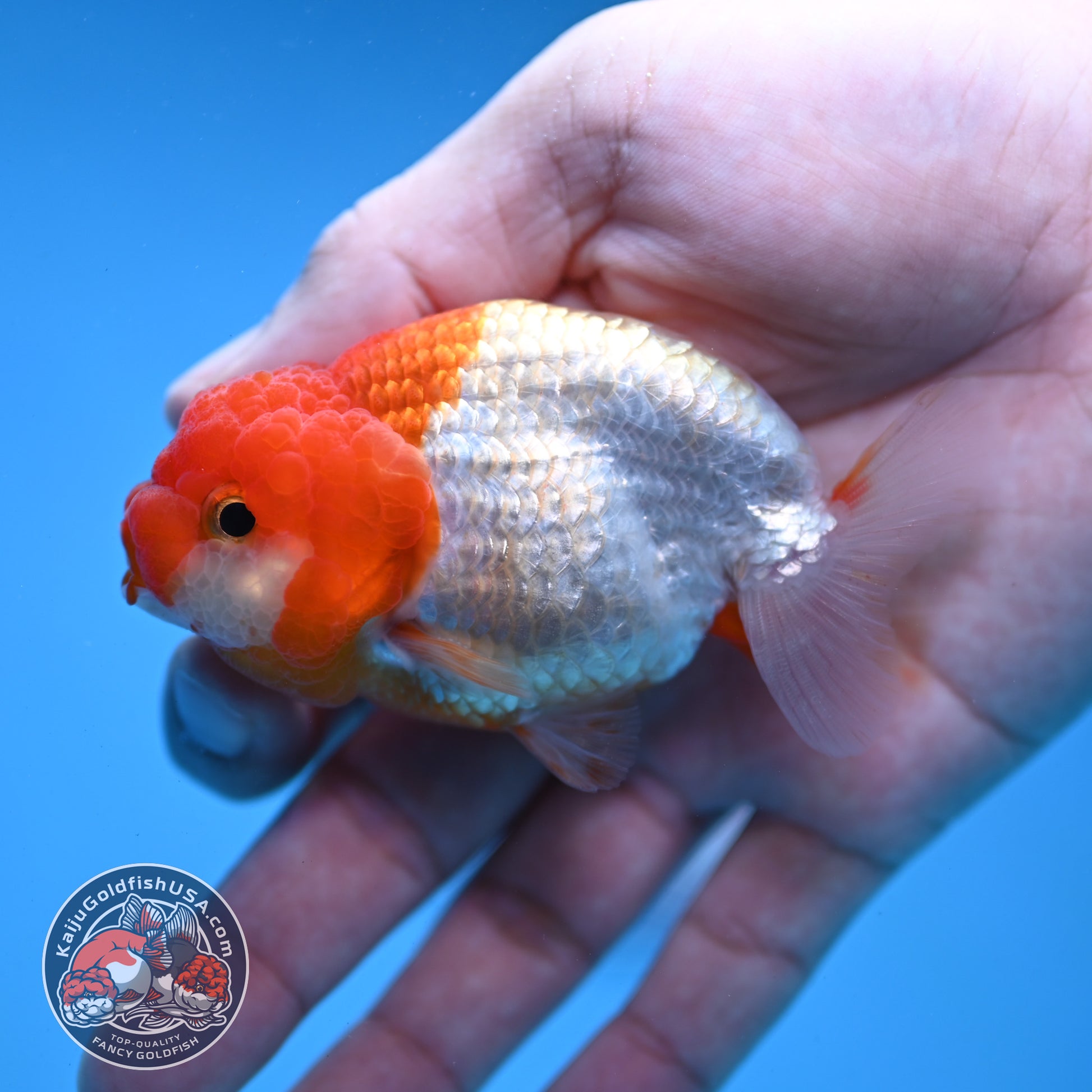 Juvenile Red White Ranchu 3 inch Body (260109_RC06)