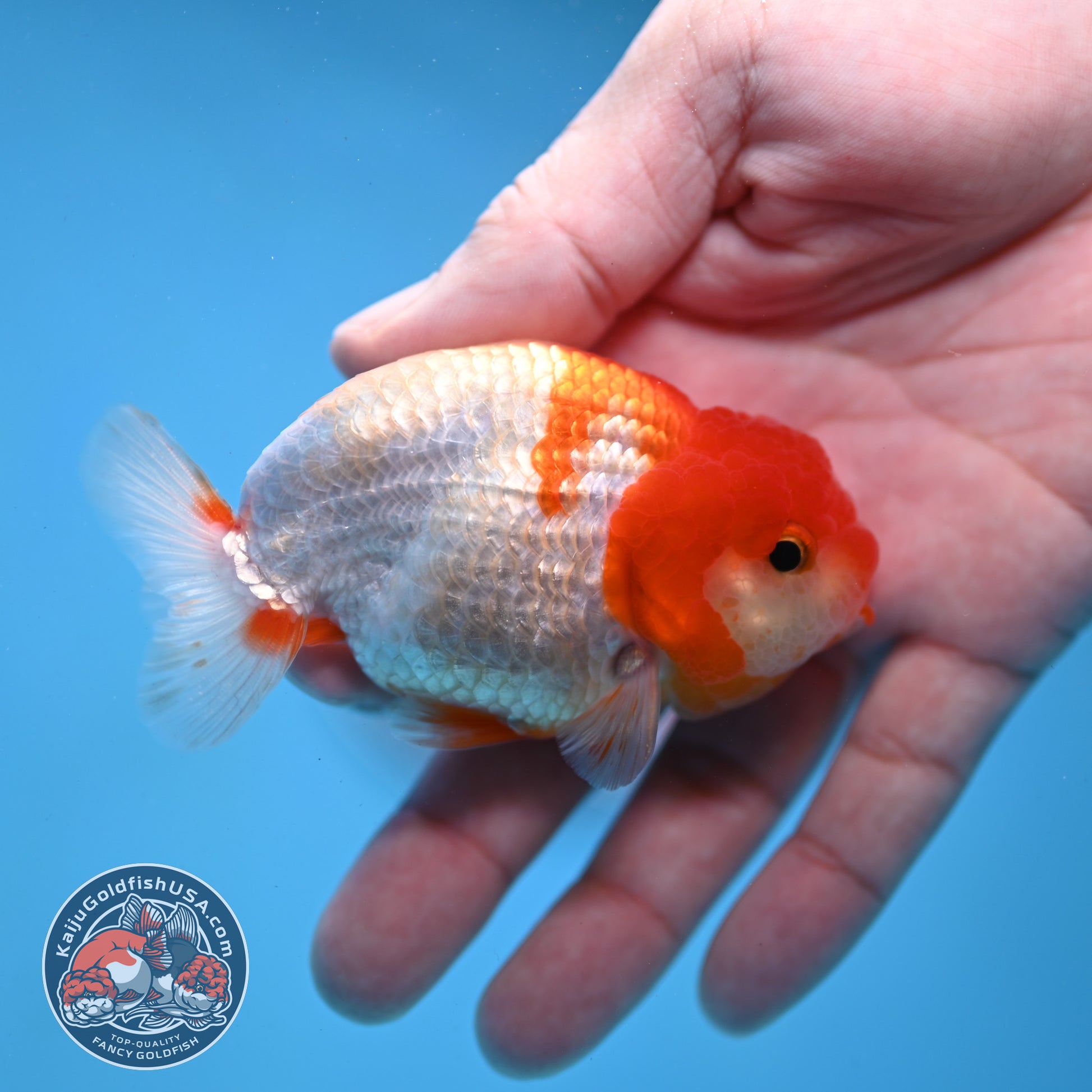 Juvenile Red White Ranchu 3 inch Body (260109_RC06)