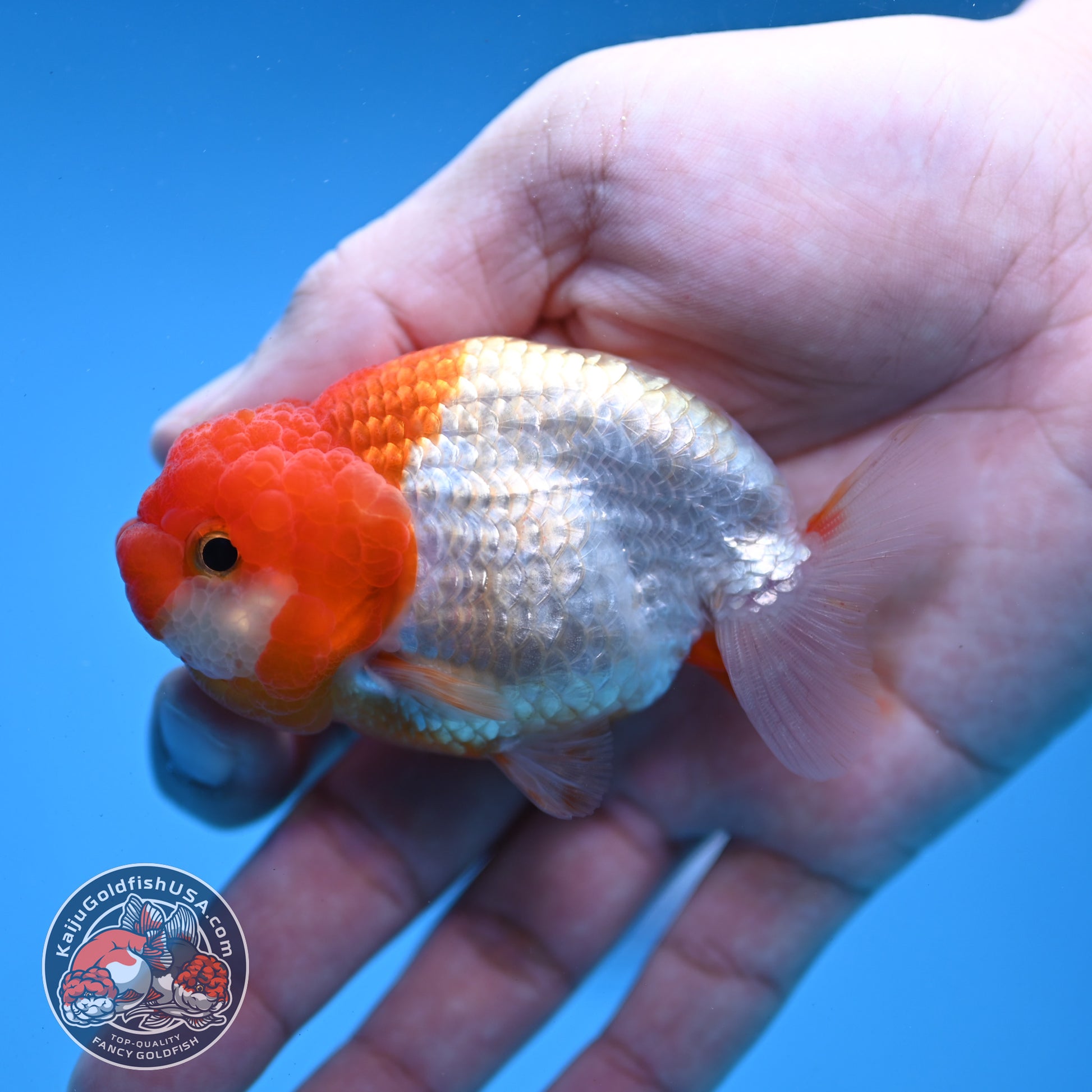 Juvenile Red White Ranchu 3 inch Body (260109_RC06)