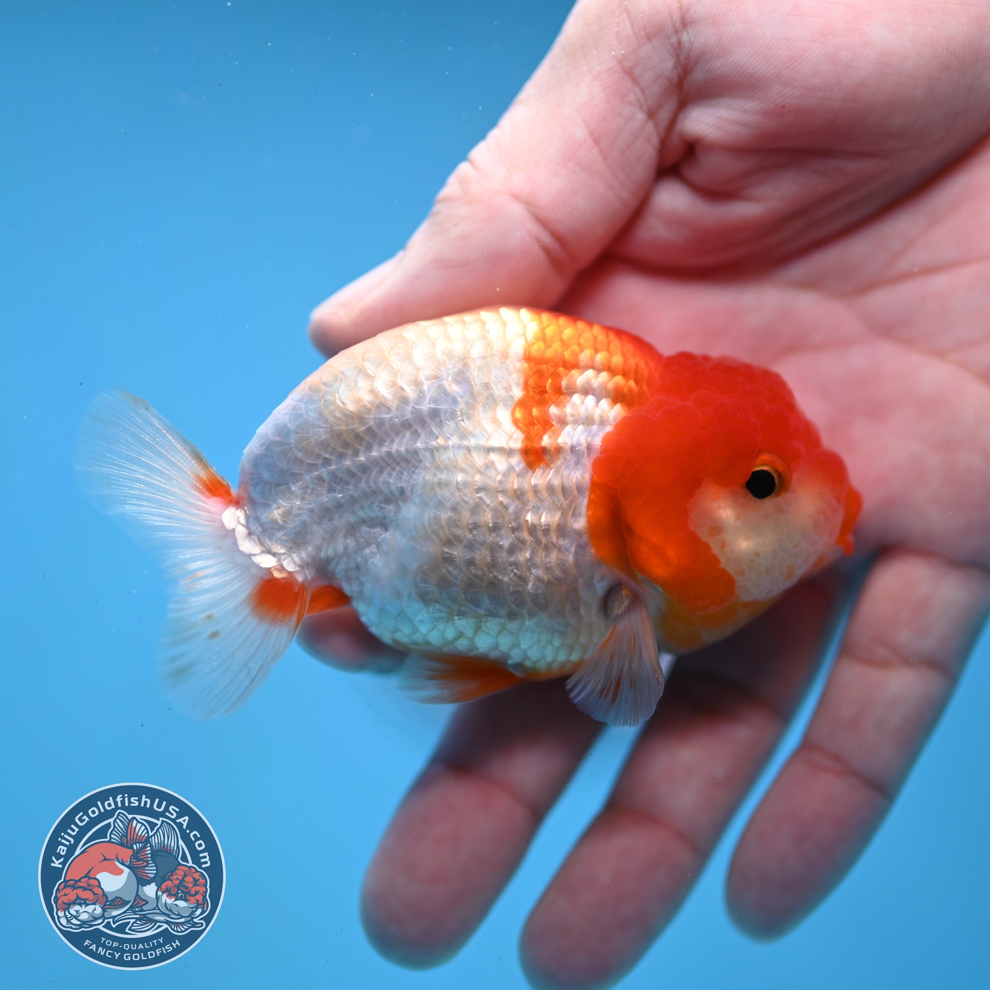 Juvenile Red White Ranchu 3 inch Body (260109_RC06)