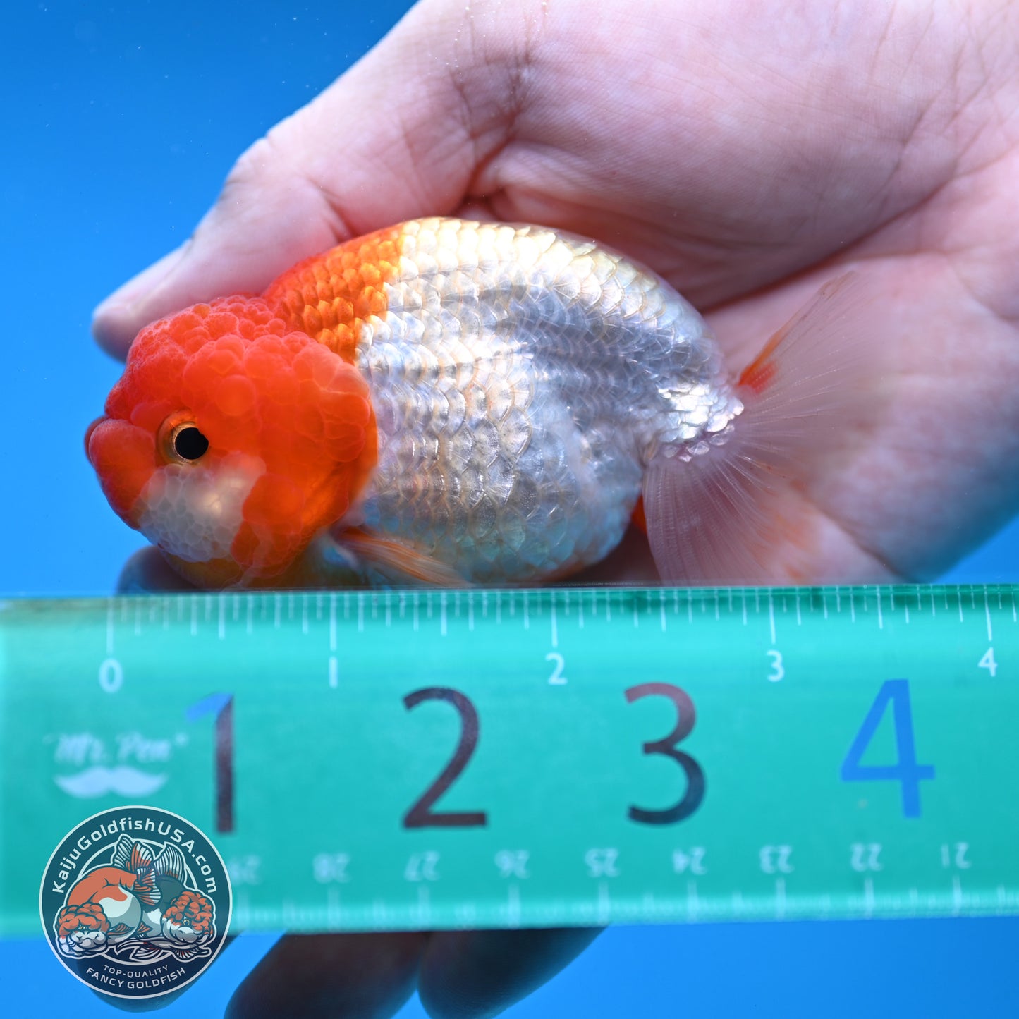 Juvenile Red White Ranchu 3 inch Body (260109_RC06)