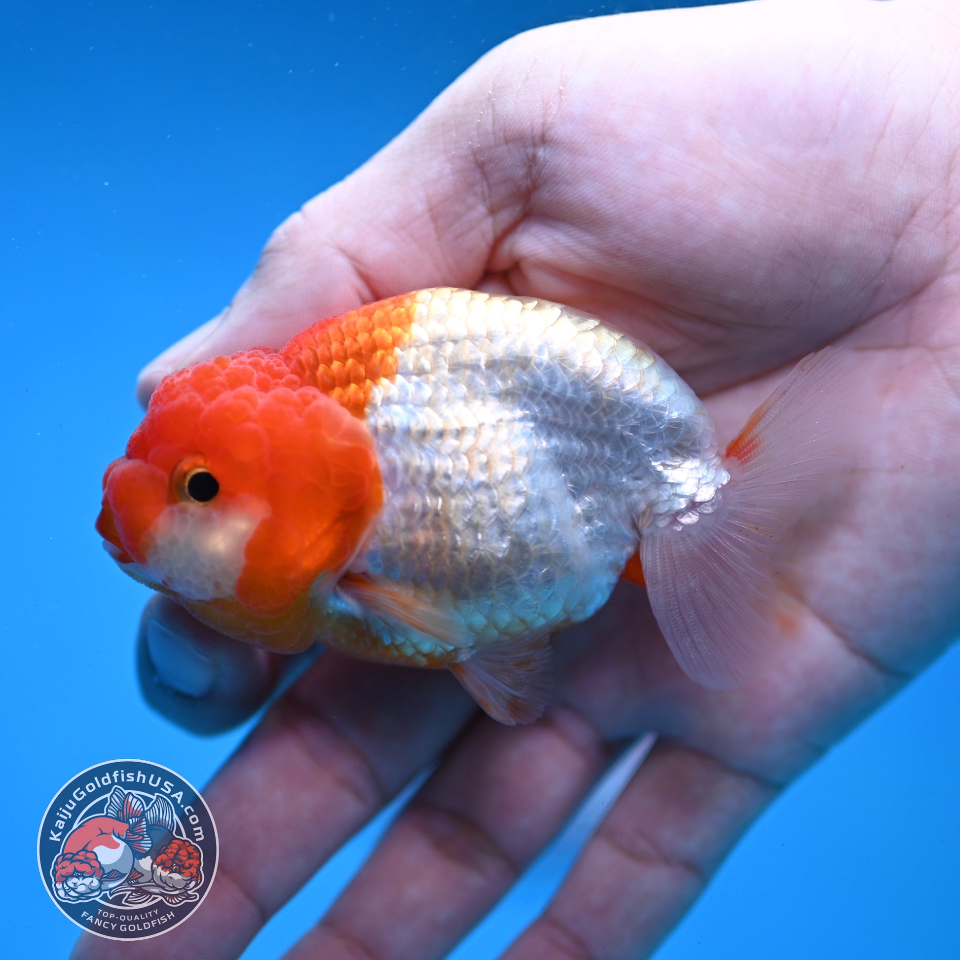 Juvenile Red White Ranchu 3 inch Body (260109_RC06)