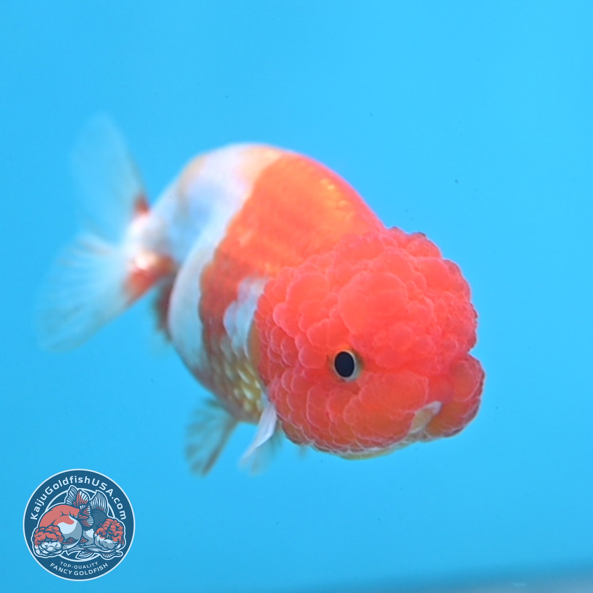 Juvenile Red White Ranchu 3 inch Body (260109_RC07)