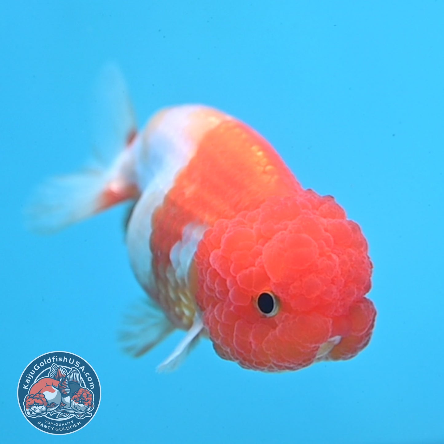 Juvenile Red White Ranchu 3 inch Body (260109_RC07)