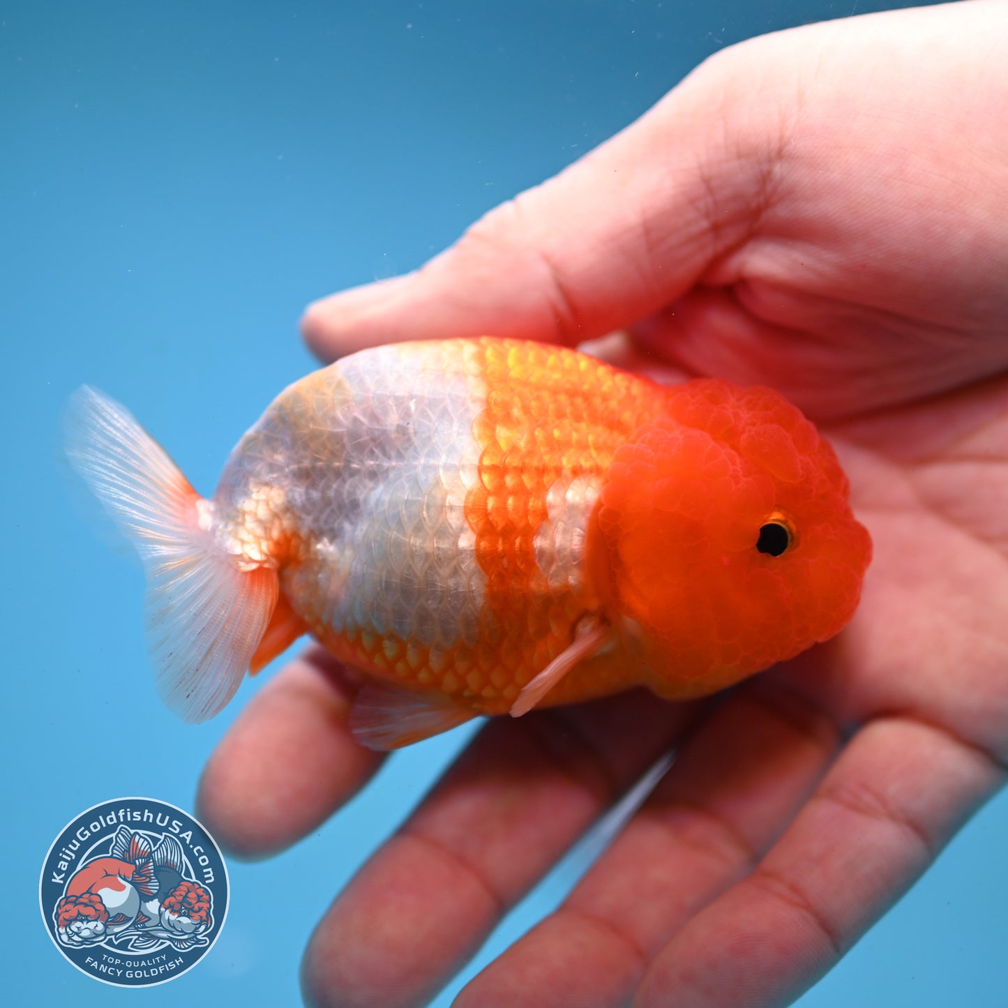 Juvenile Red White Ranchu 3 inch Body (260109_RC07)