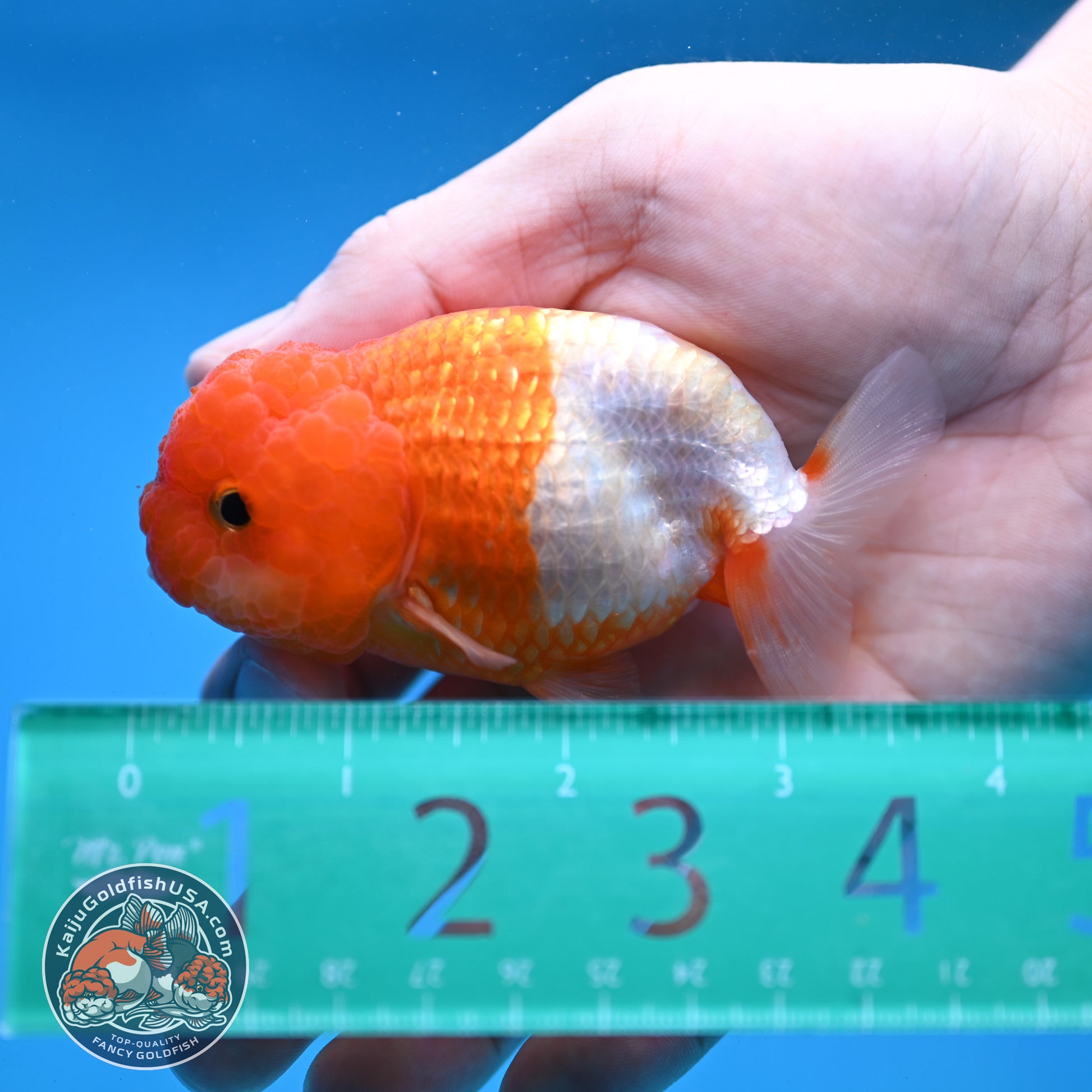Juvenile Red White Ranchu 3 inch Body (260109_RC07)