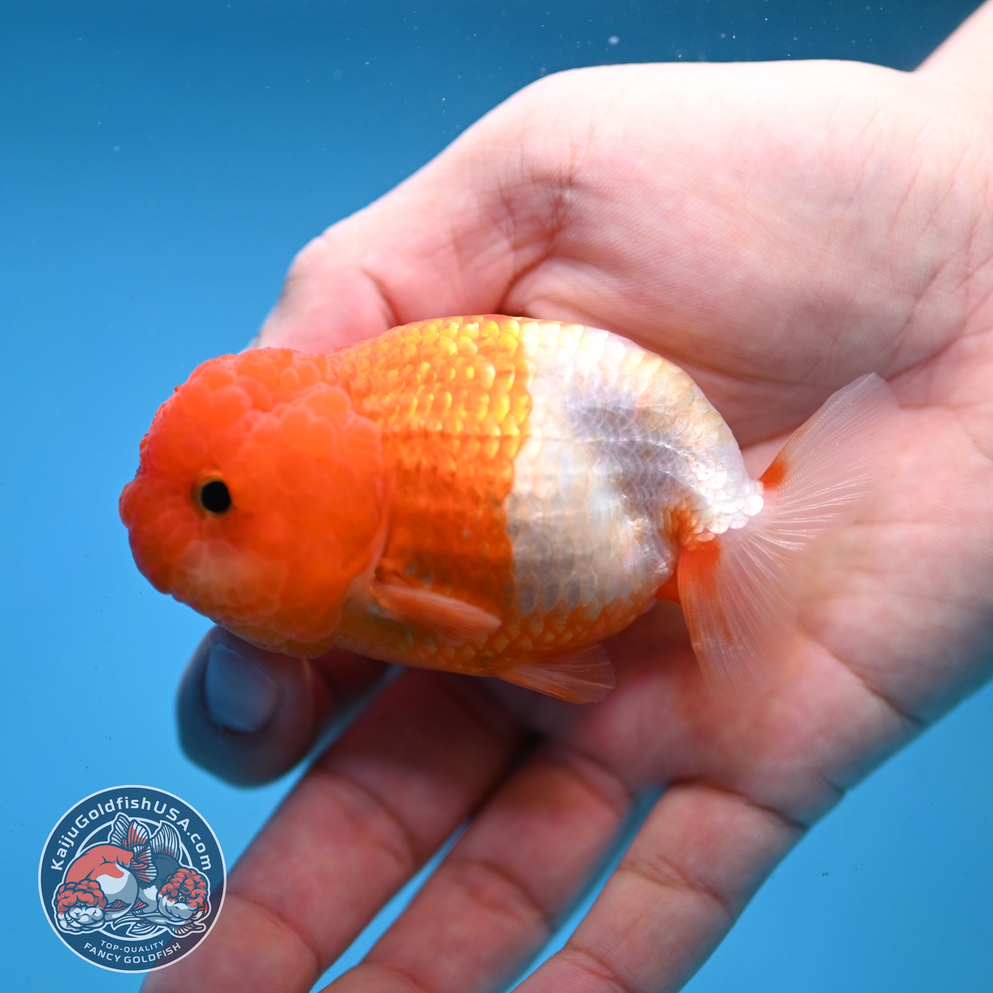 Juvenile Red White Ranchu 3 inch Body (260109_RC07)