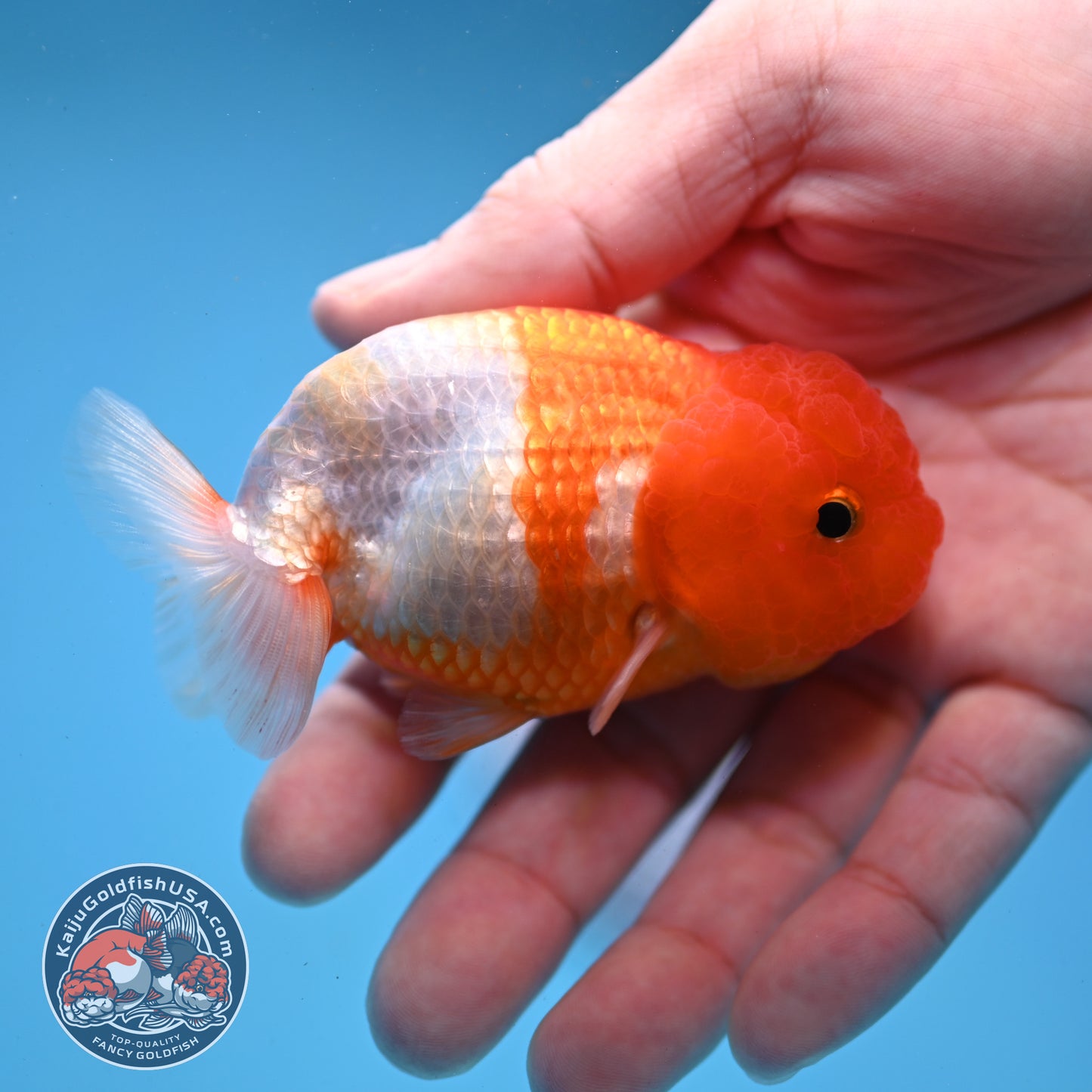 Juvenile Red White Ranchu 3 inch Body (260109_RC07)