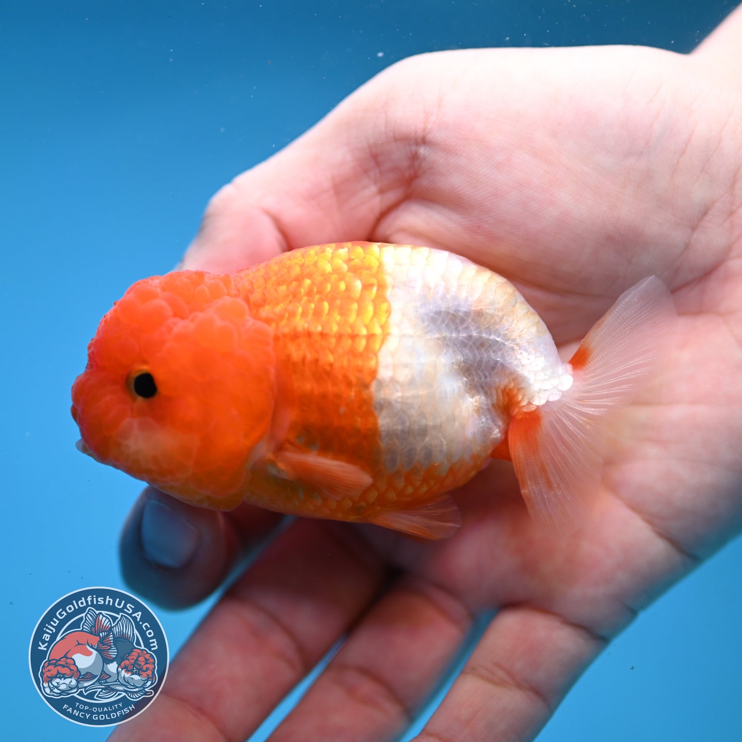 Juvenile Red White Ranchu 3 inch Body (260109_RC07)