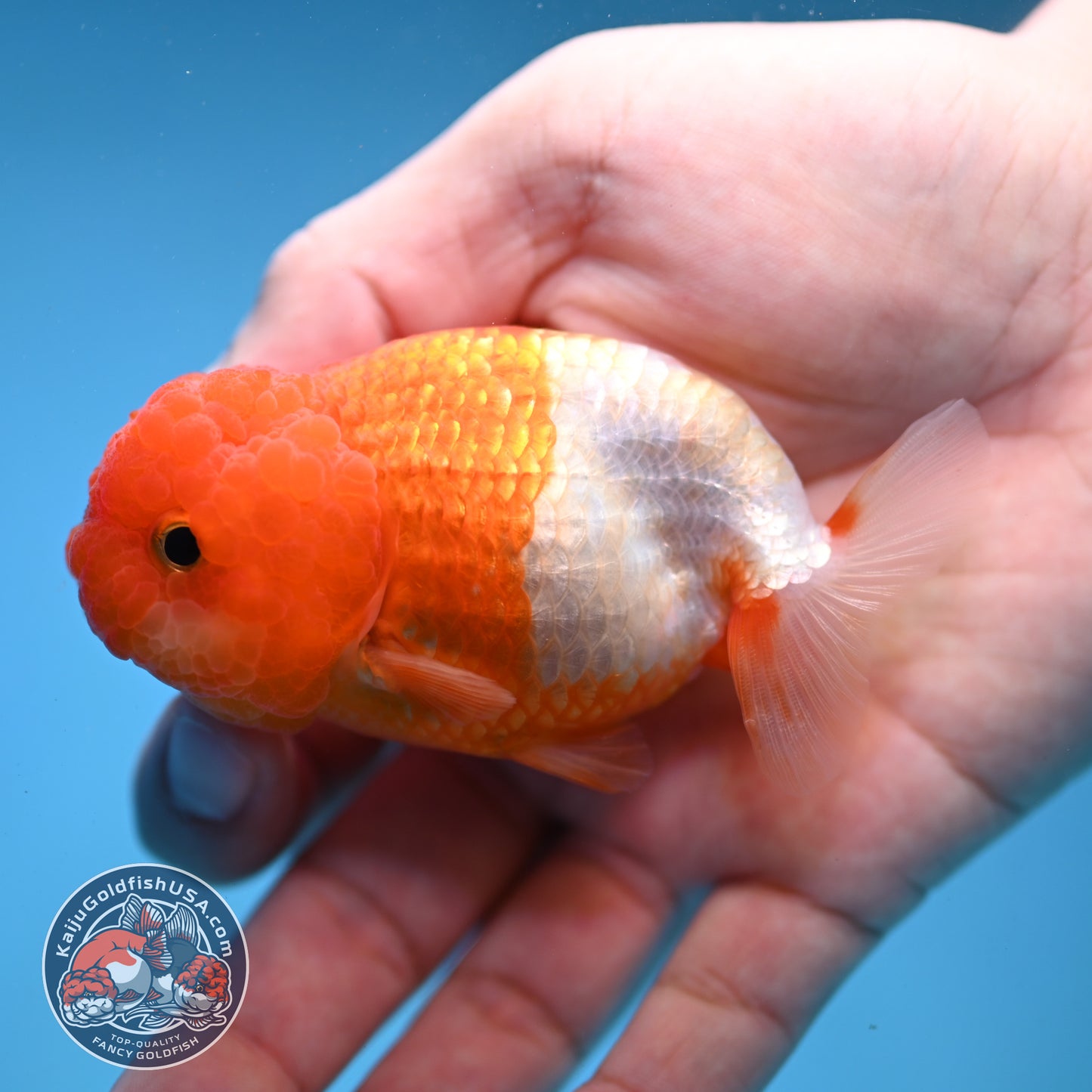 Juvenile Red White Ranchu 3 inch Body (260109_RC07)