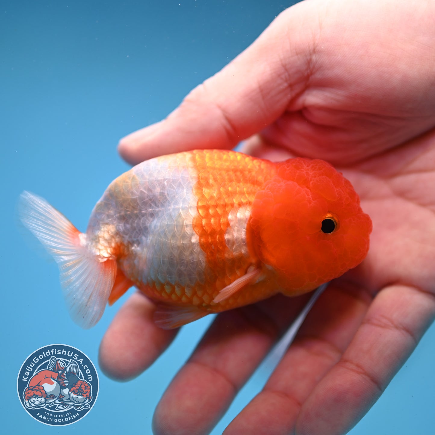 Juvenile Red White Ranchu 3 inch Body (260109_RC07)