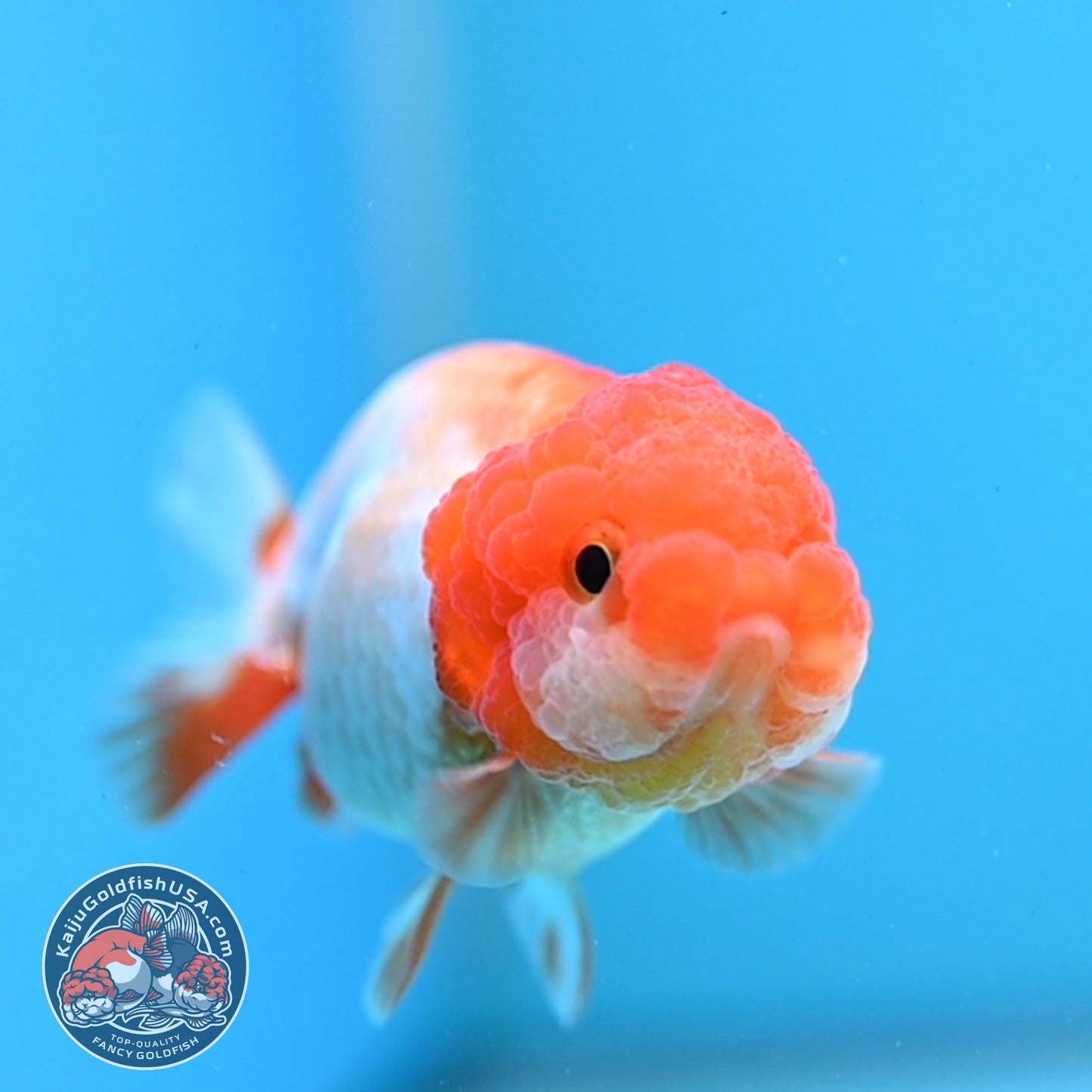 Juvenile Red White Ranchu 3 inch Body (260109_RC08)