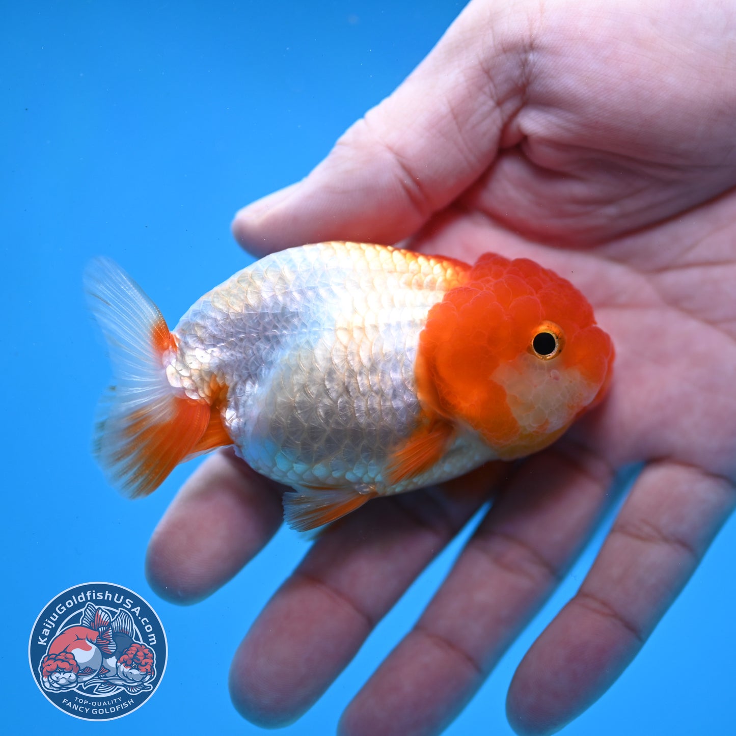 Juvenile Red White Ranchu 3 inch Body (260109_RC08)
