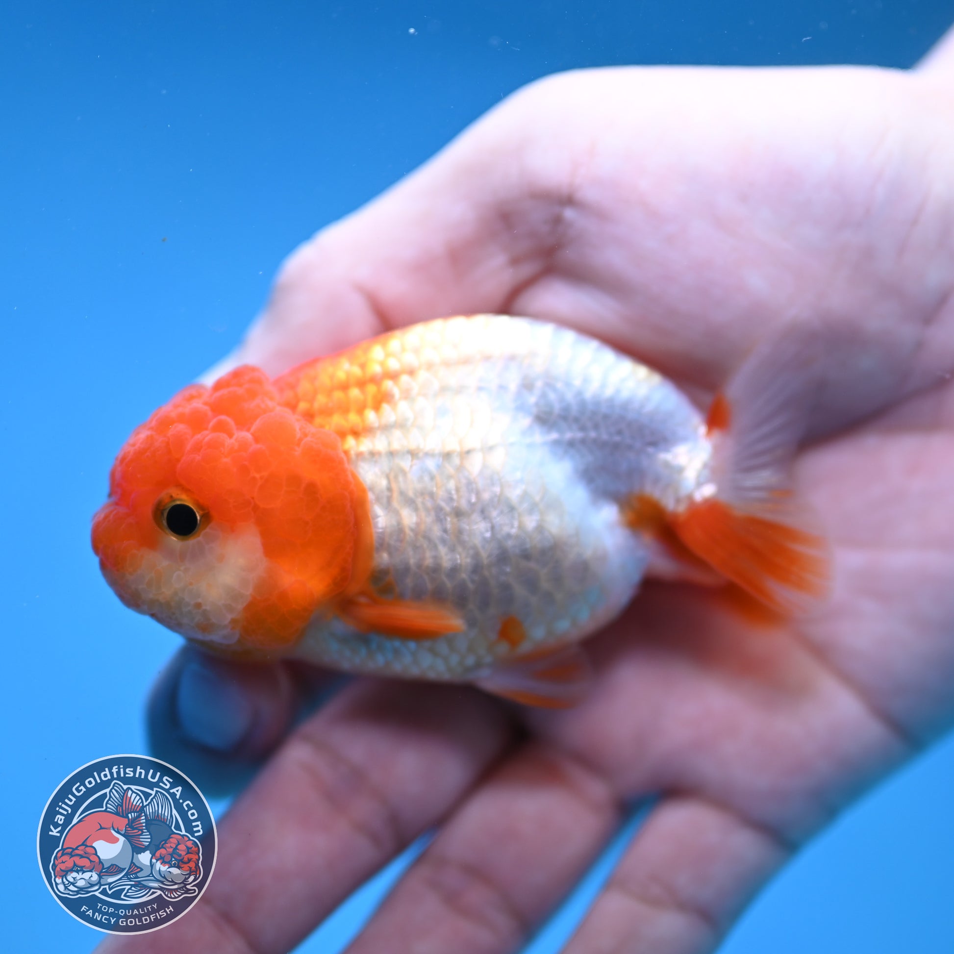 Juvenile Red White Ranchu 3 inch Body (260109_RC08)