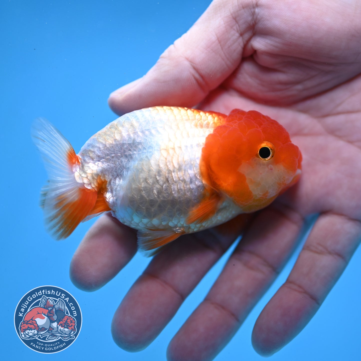 Juvenile Red White Ranchu 3 inch Body (260109_RC08)