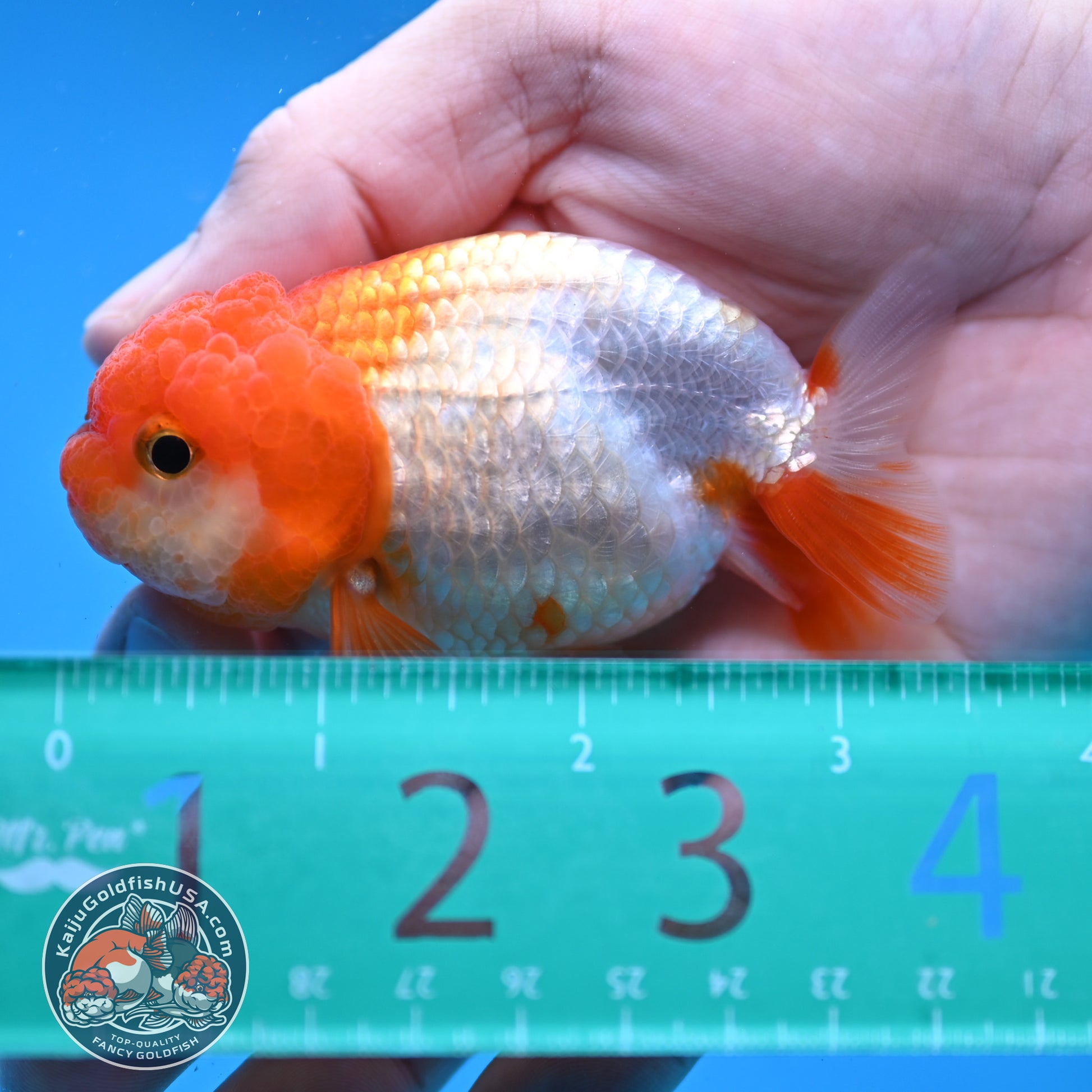 Juvenile Red White Ranchu 3 inch Body (260109_RC08)