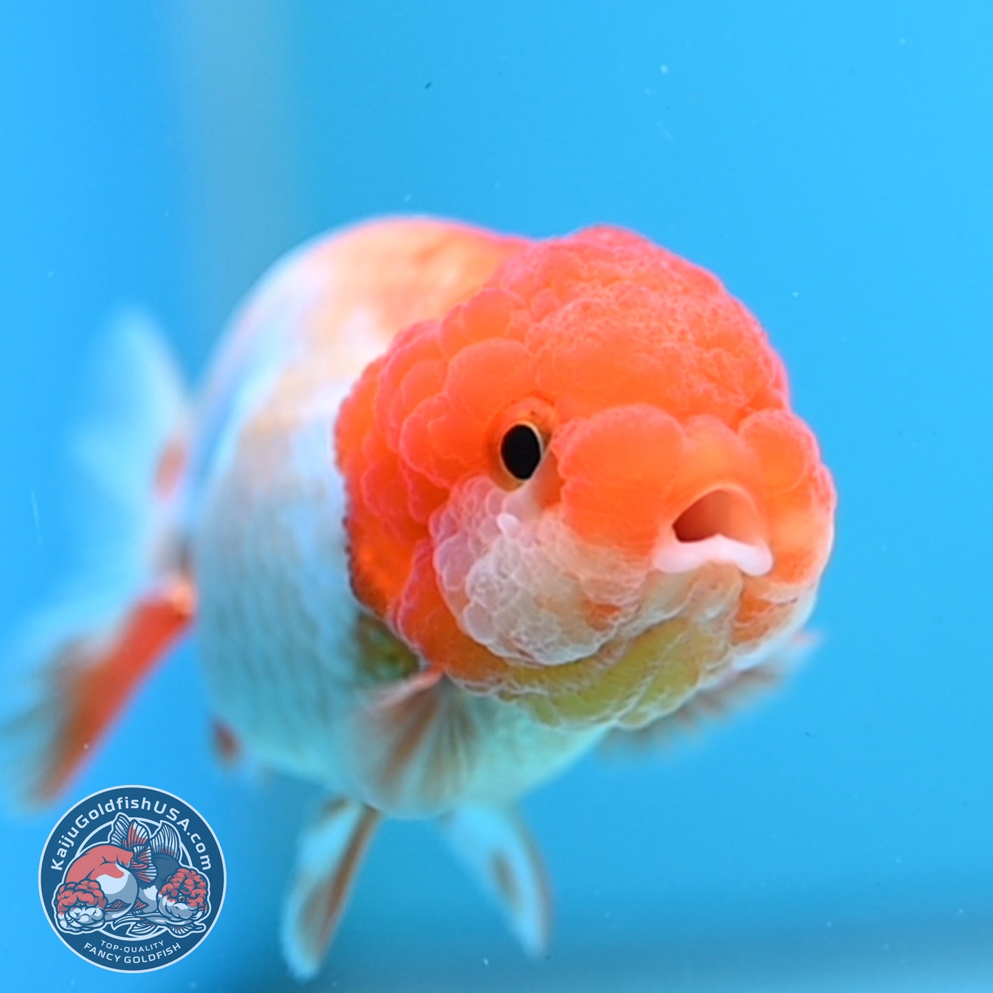 Juvenile Red White Ranchu 3 inch Body (260109_RC08)