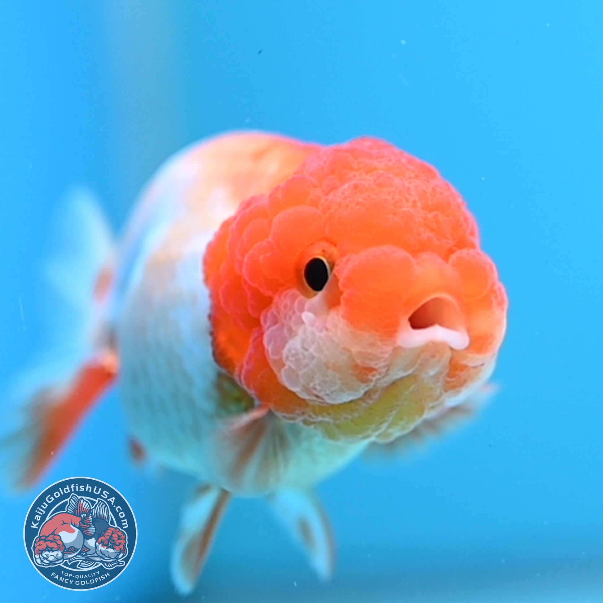 Juvenile Red White Ranchu 3 inch Body (260109_RC08)