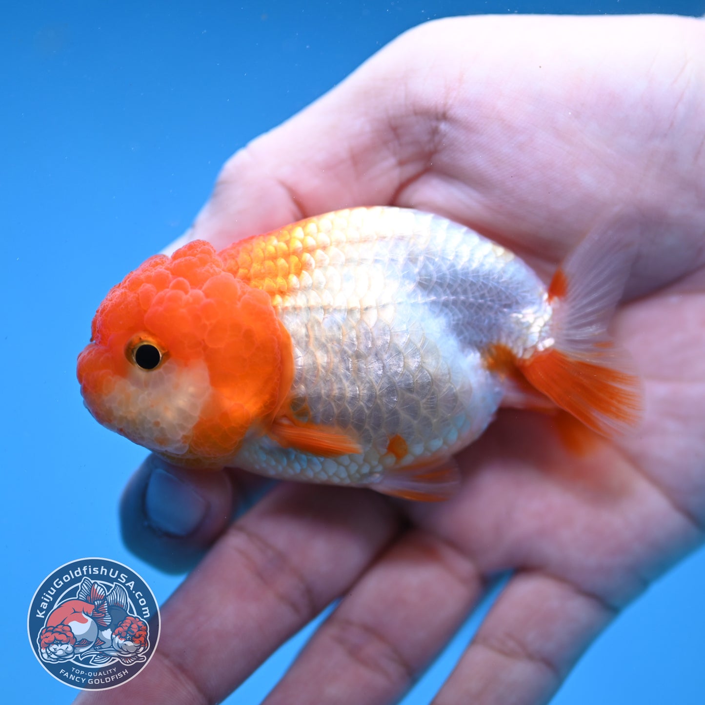 Juvenile Red White Ranchu 3 inch Body (260109_RC08)